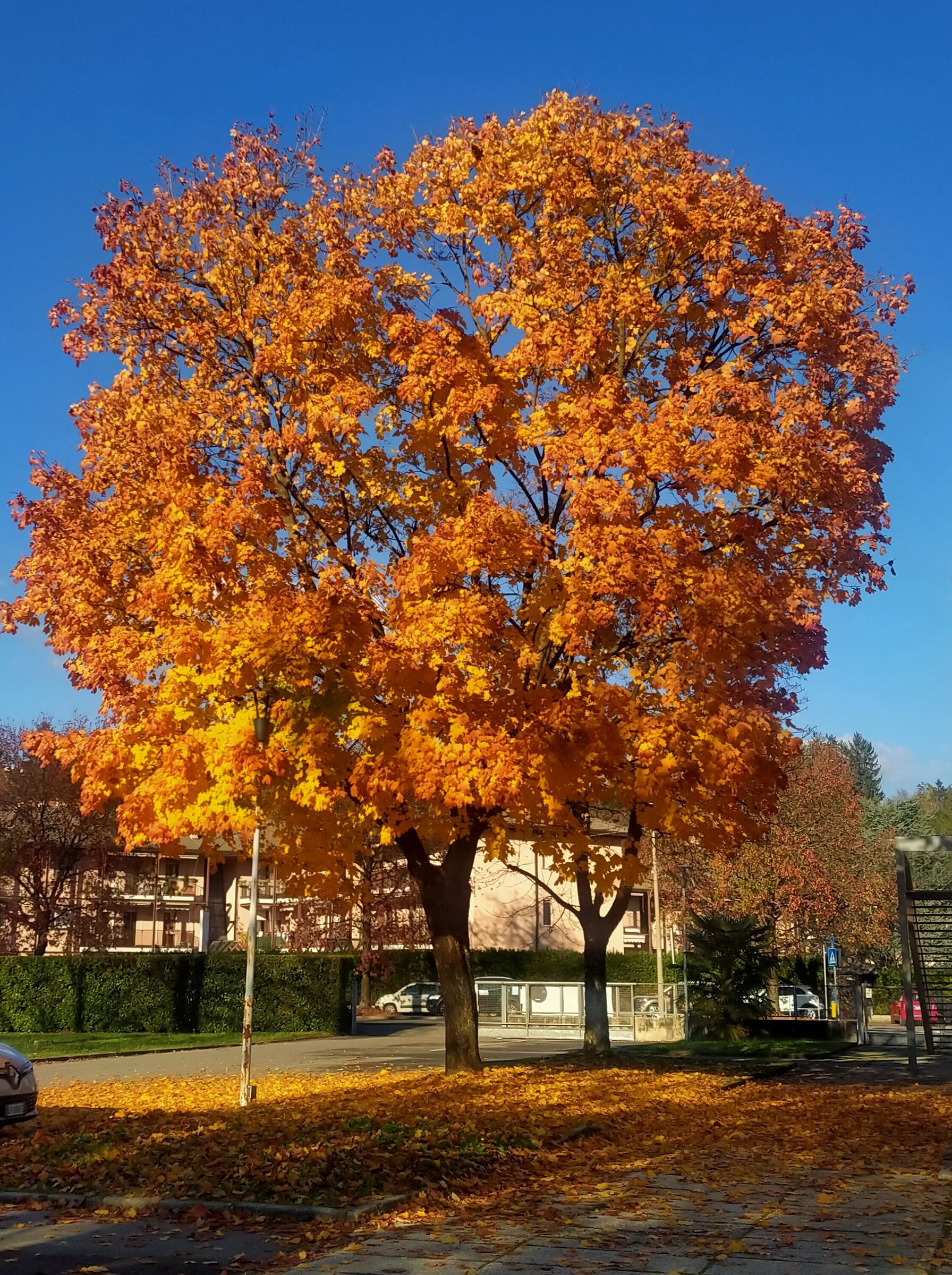 Autumn