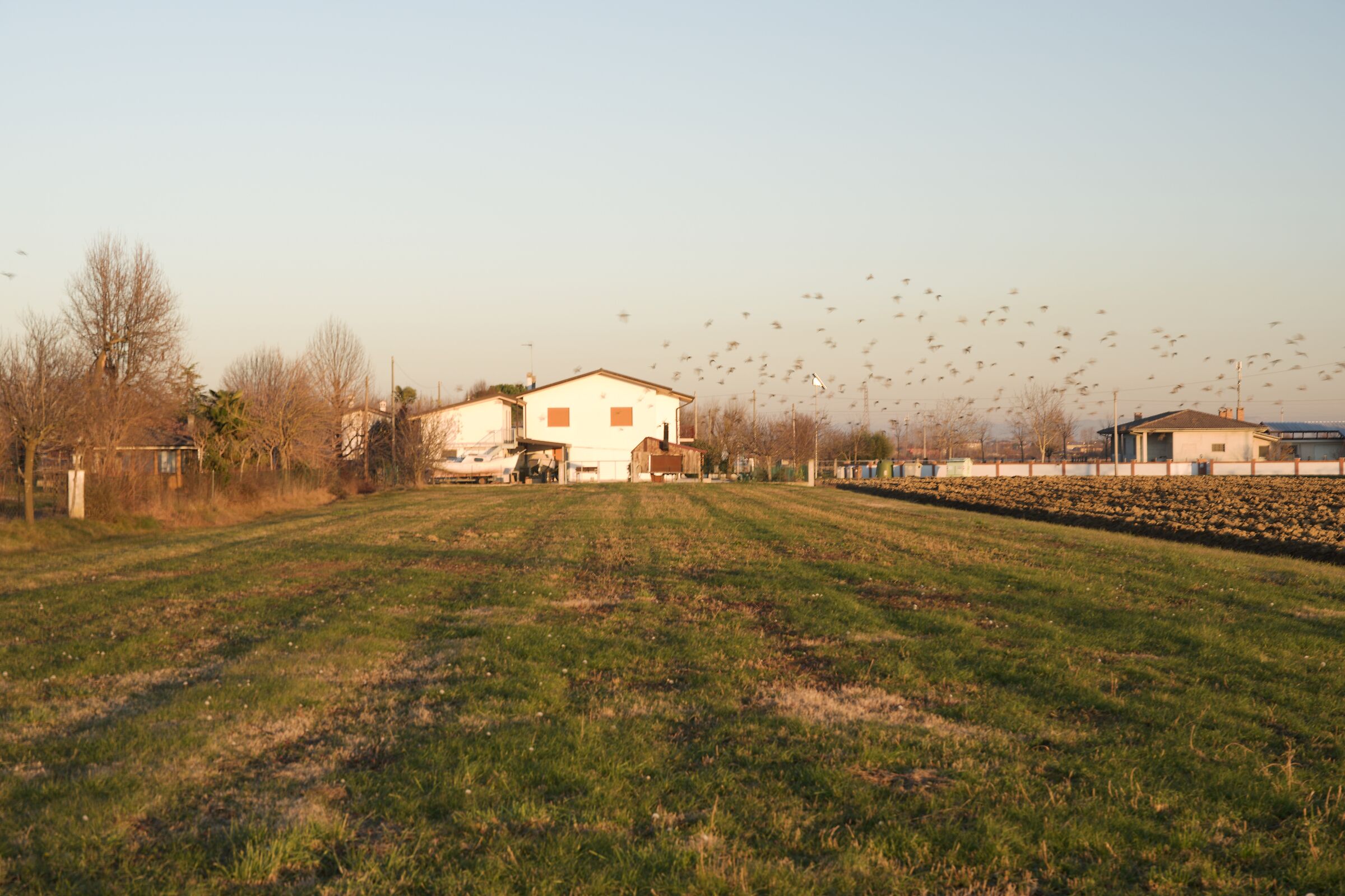 Uccelli