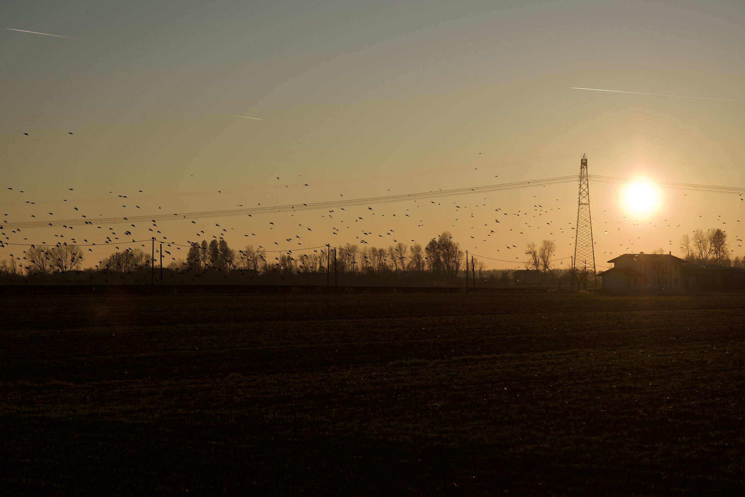 Uccelli al tramonto