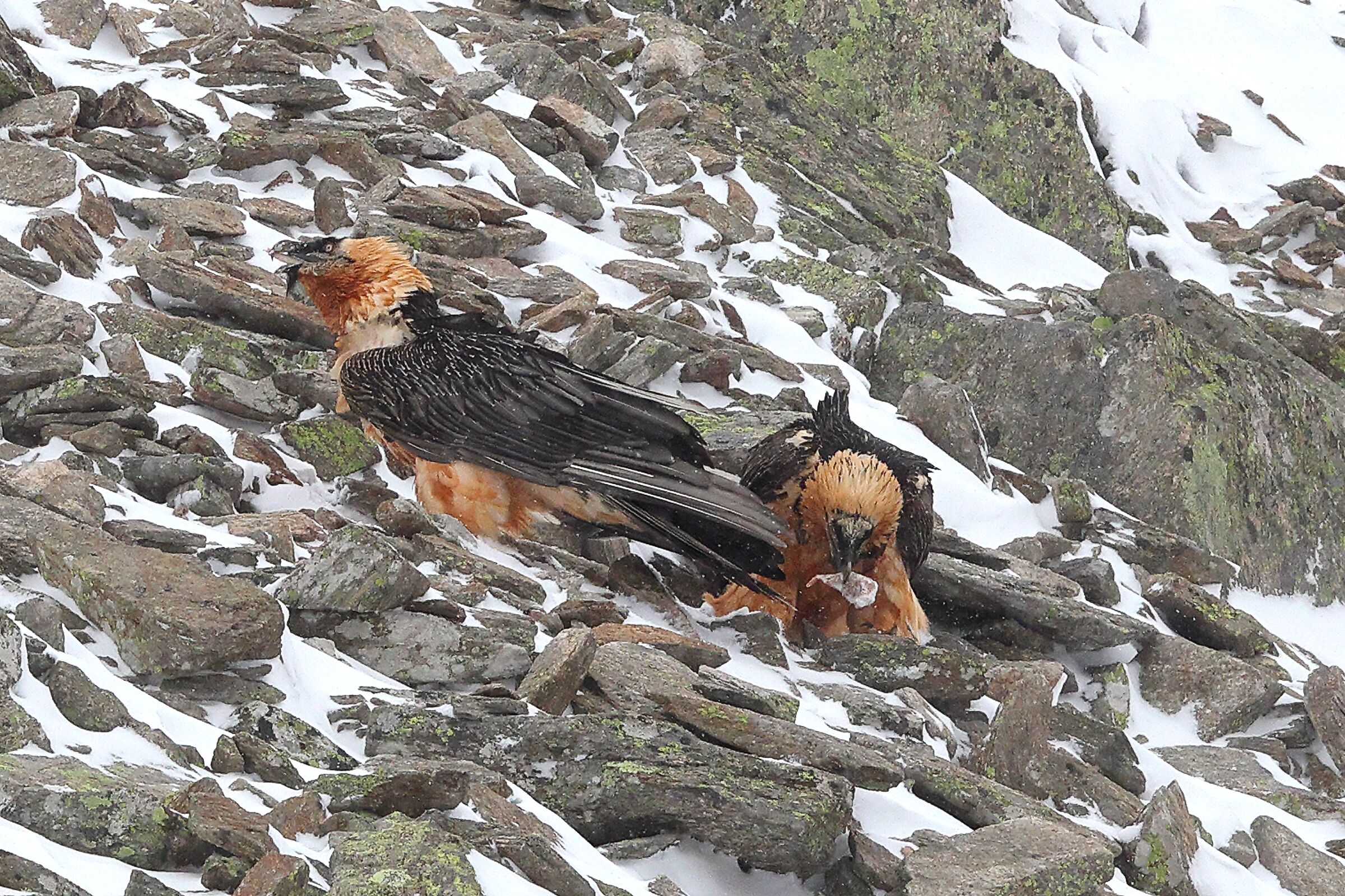 La colazione dei gipeti