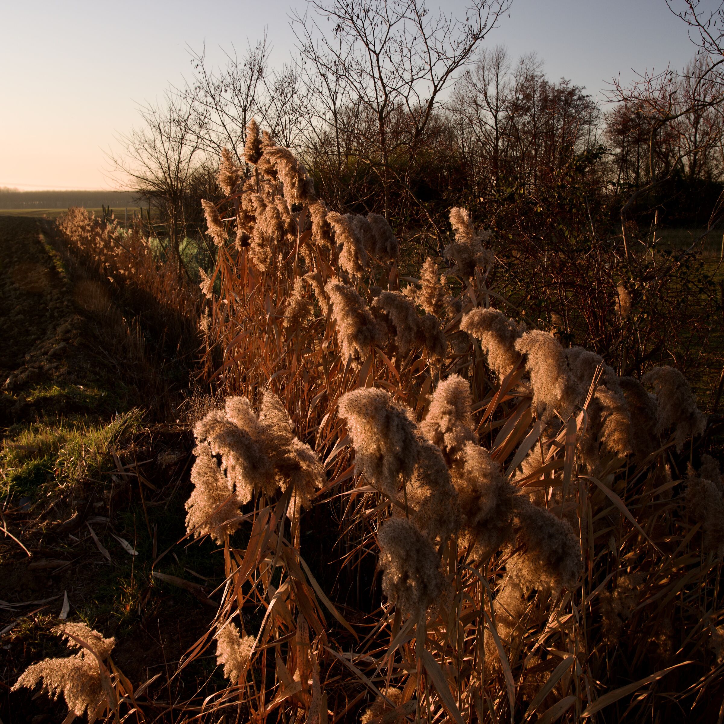 flora al tramonto