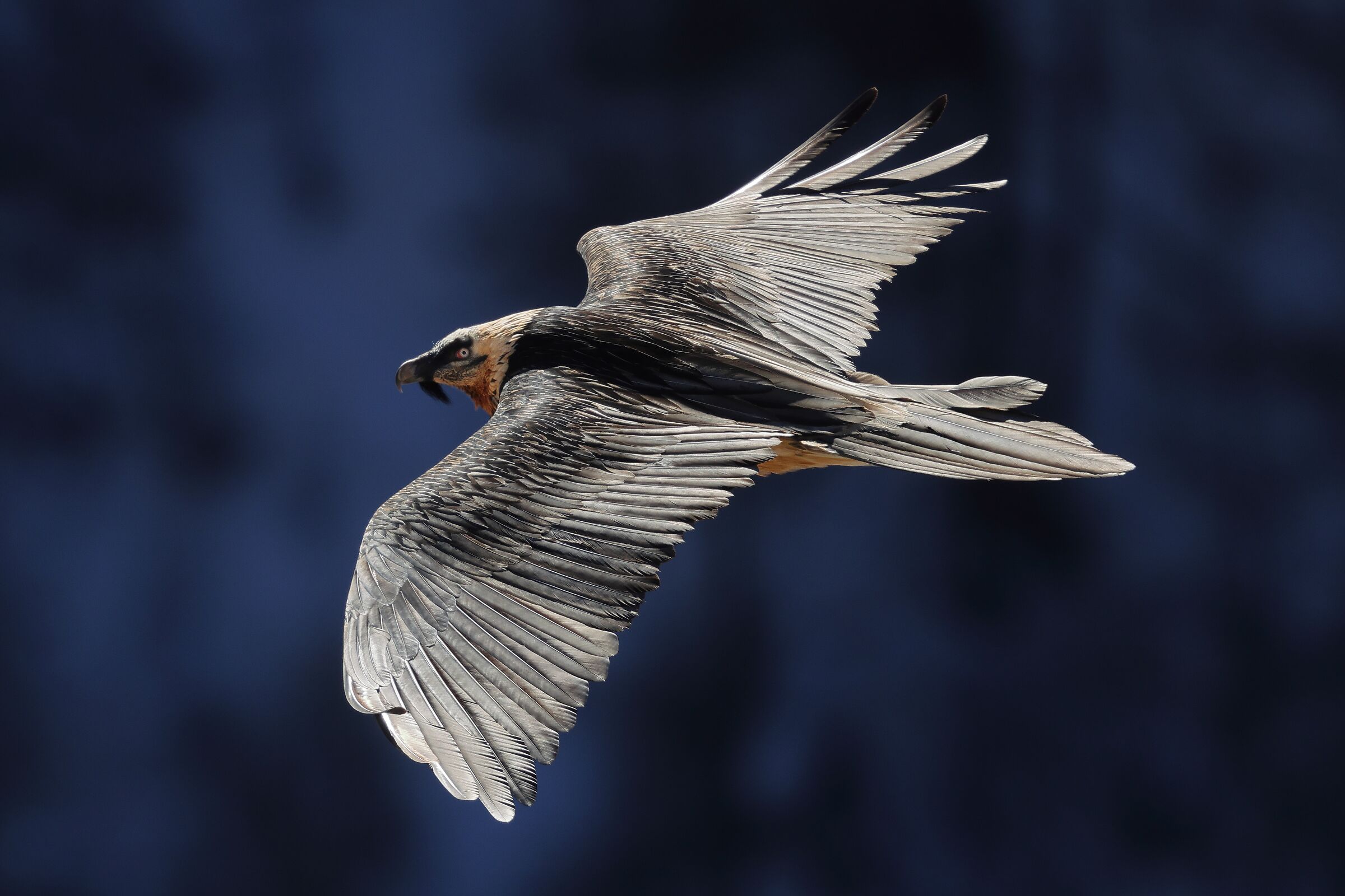 Gipeto 30 dicembre 2024