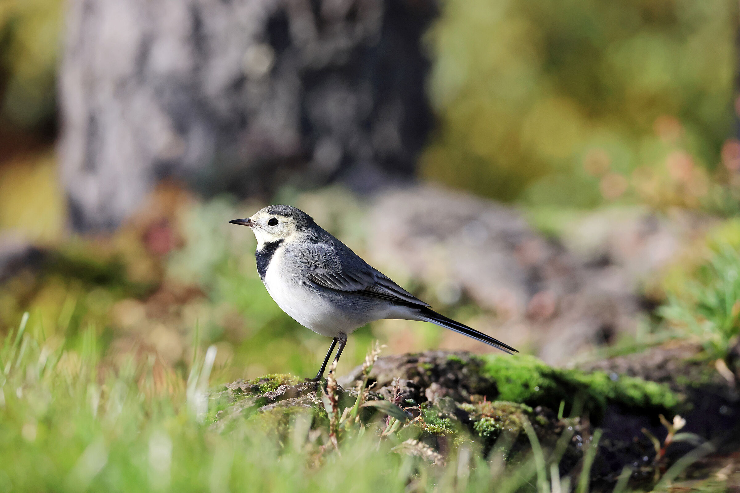 White wagtail