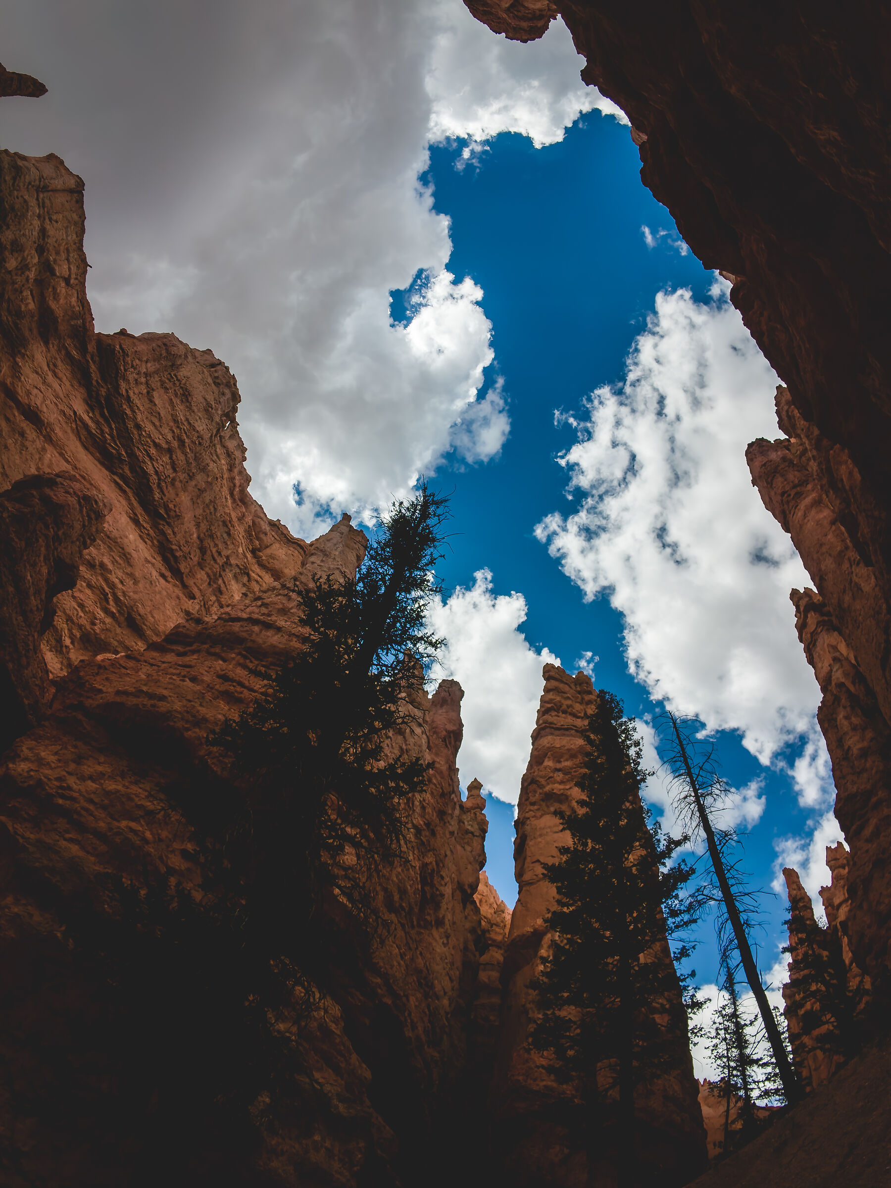 Stone Forest