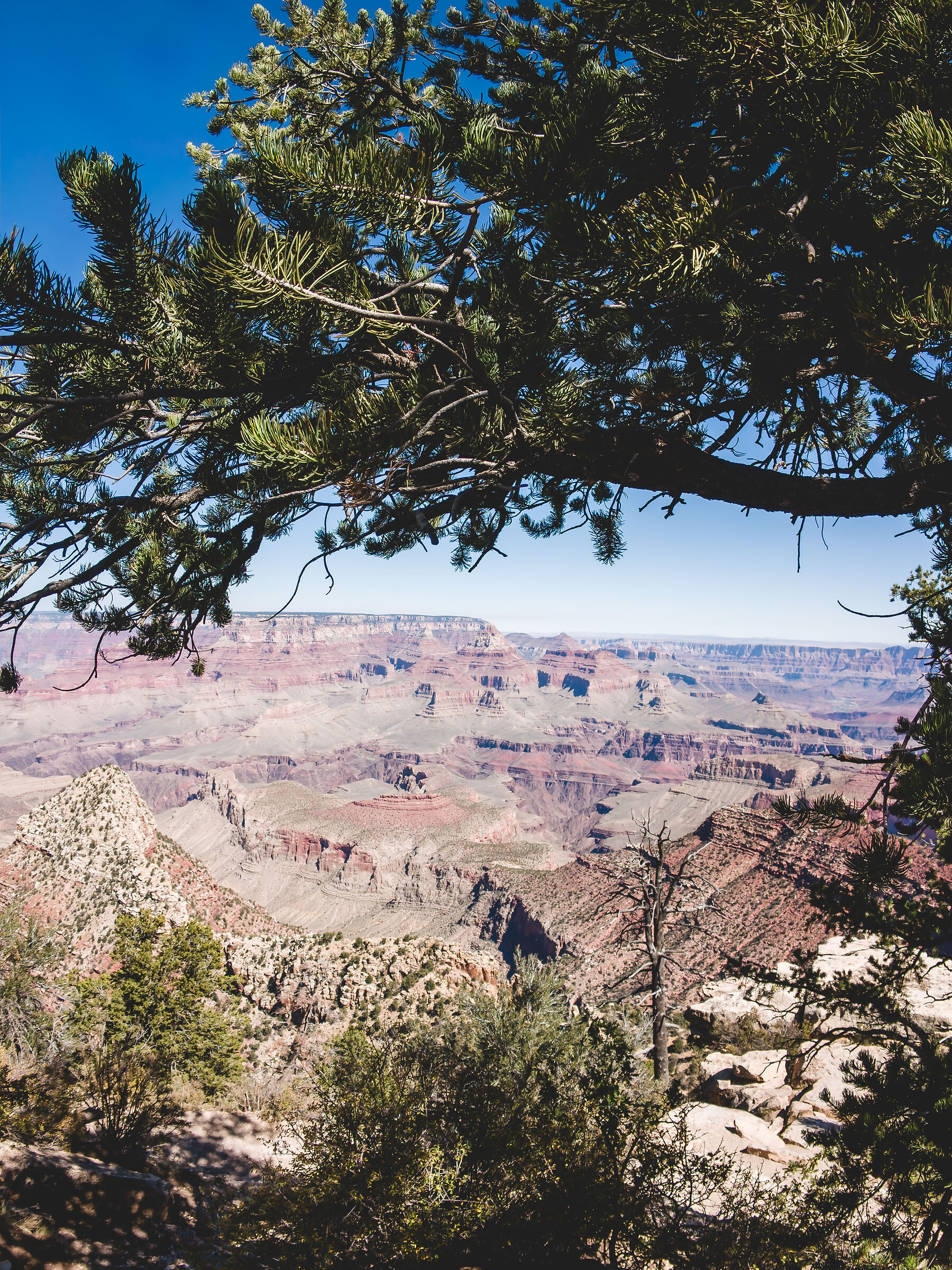 Stolen look at the Grand Canyon
