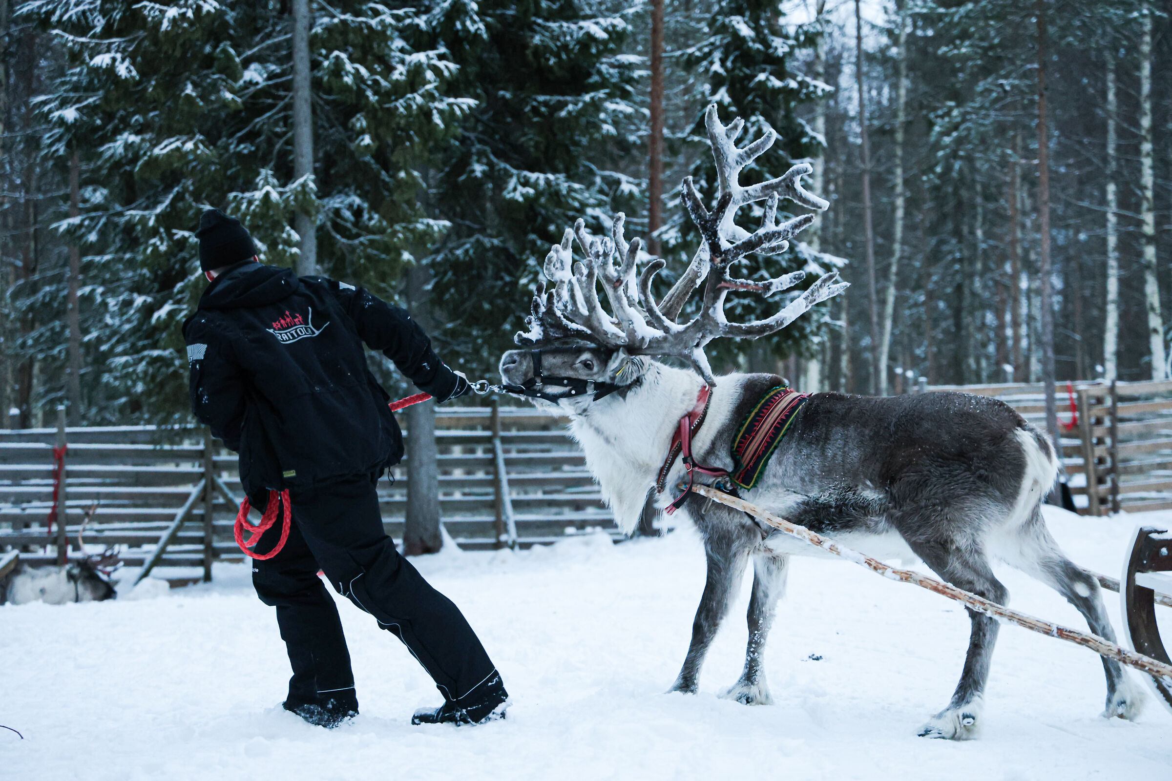 Allevatore e maschio di renna