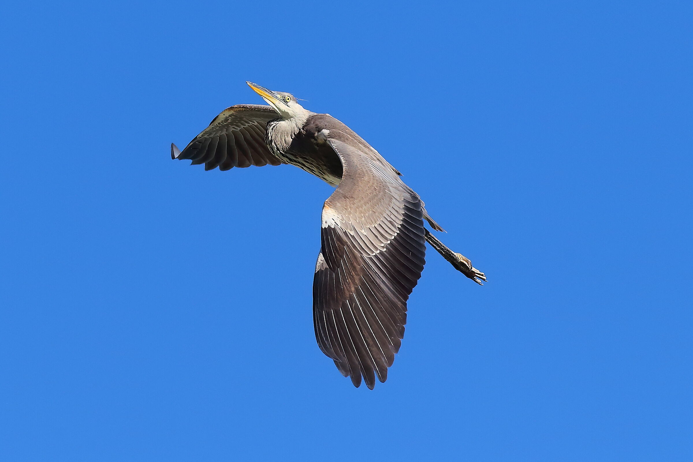 Cenerino 09 settembre 2024 - 0107