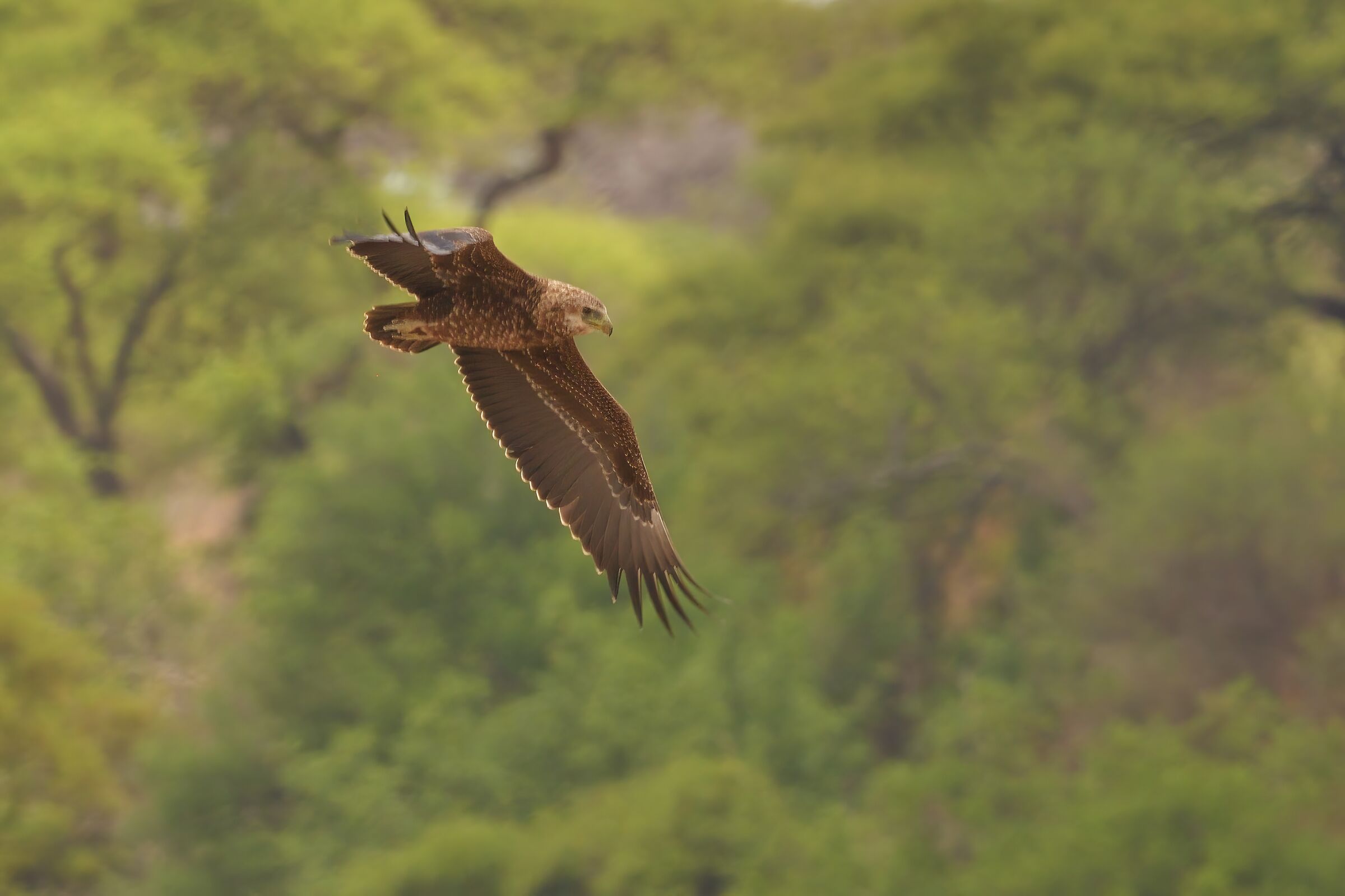 aquila