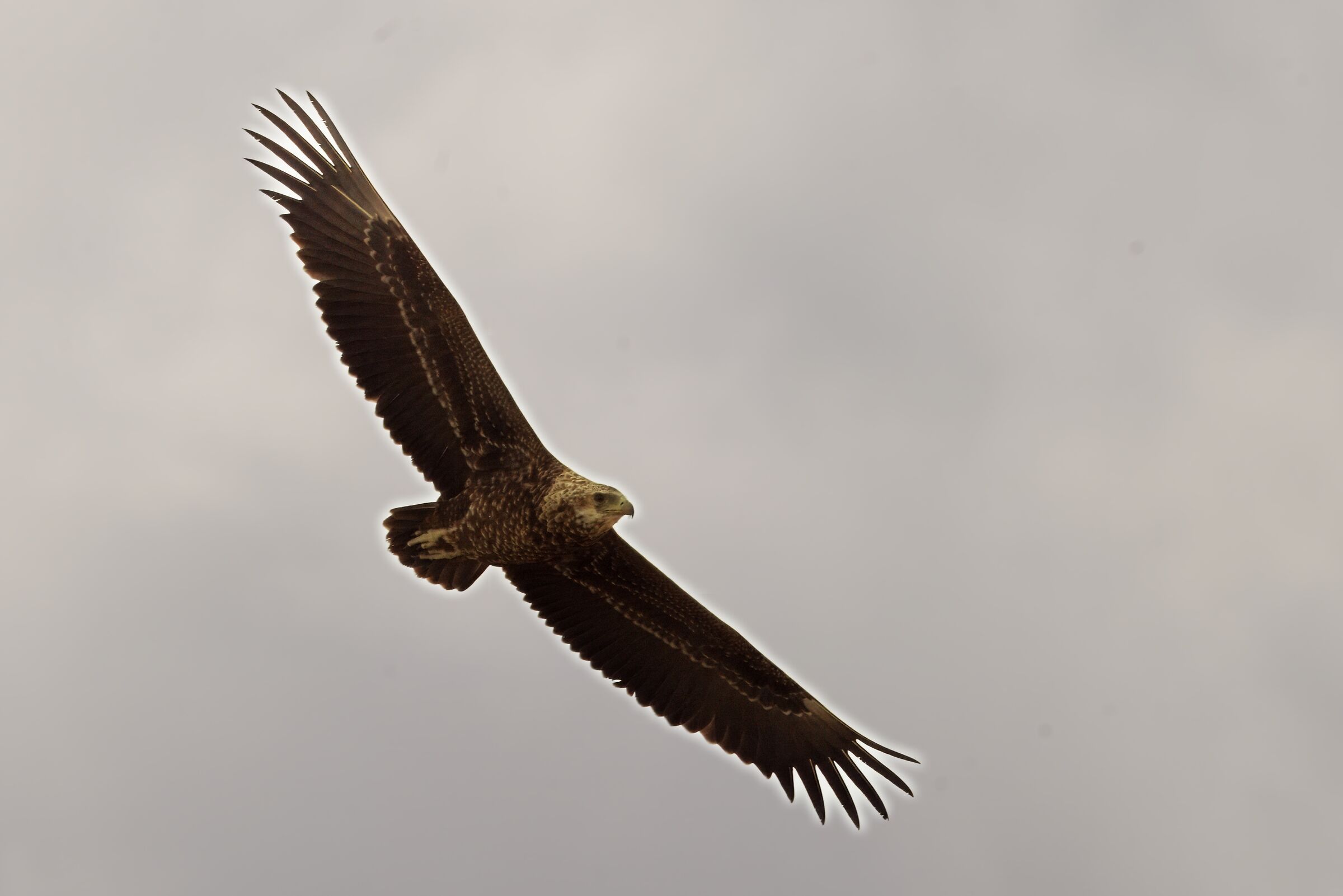 aquila