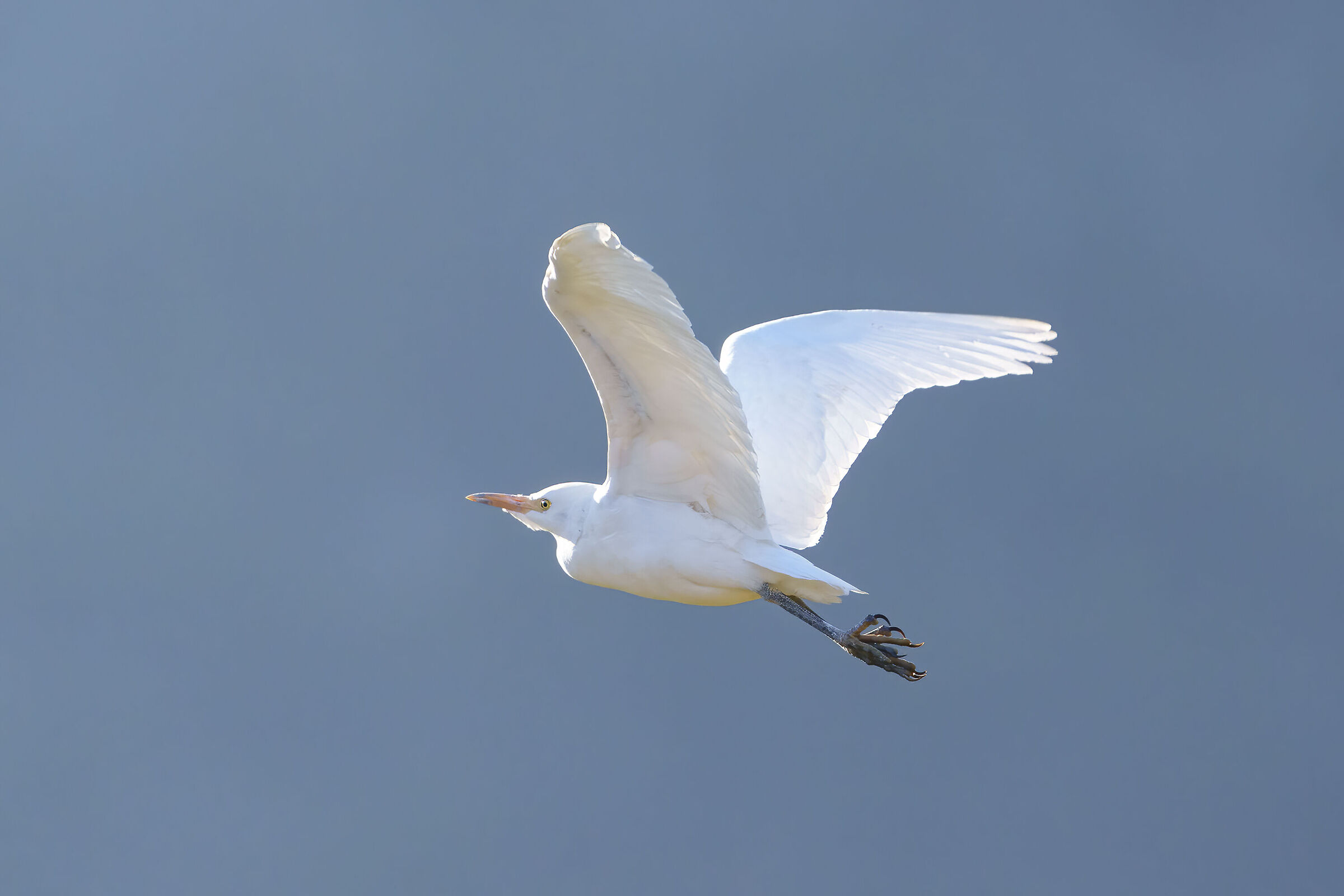 Airone bianco maggiore