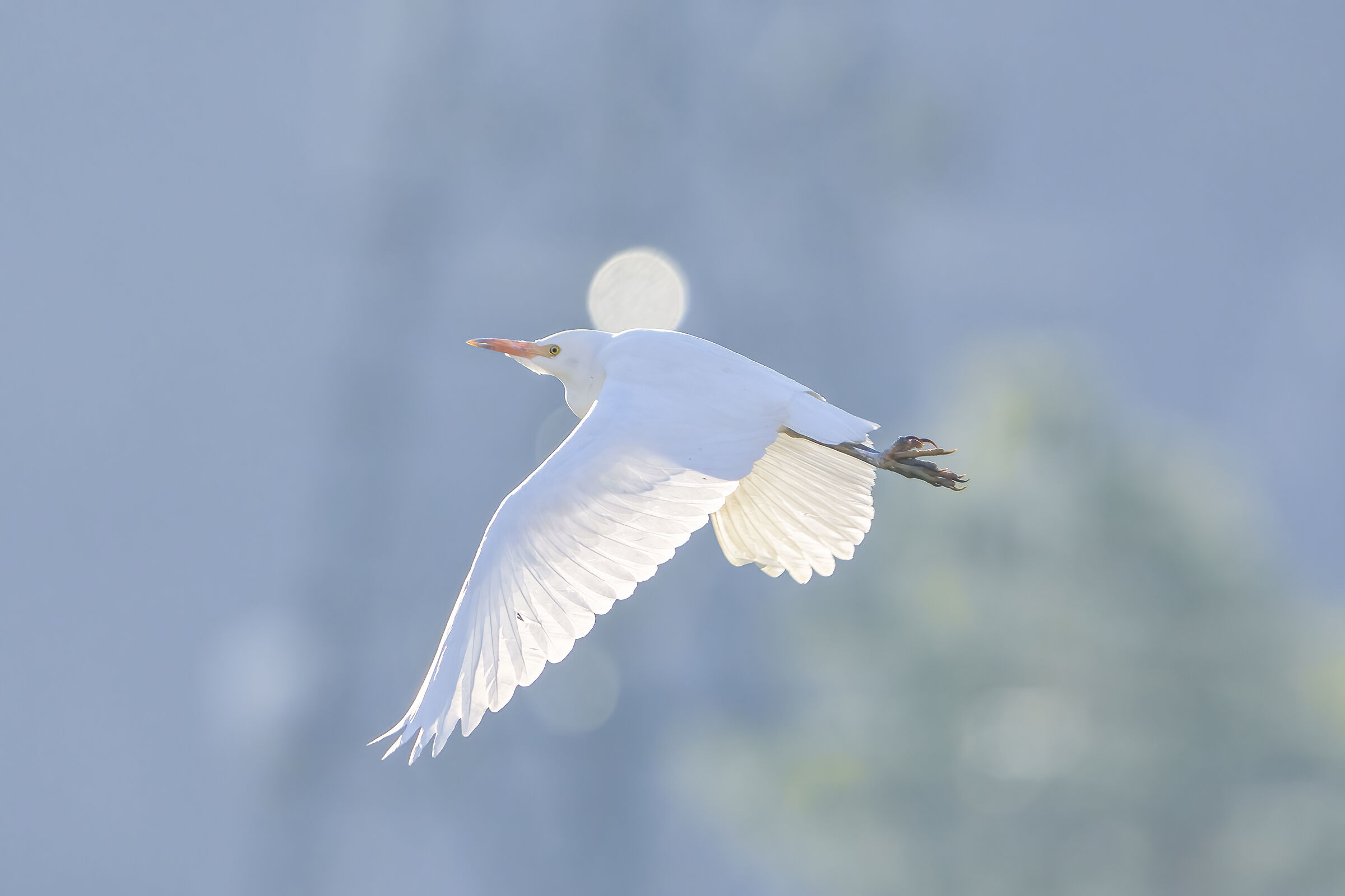 Airone bianco maggiore