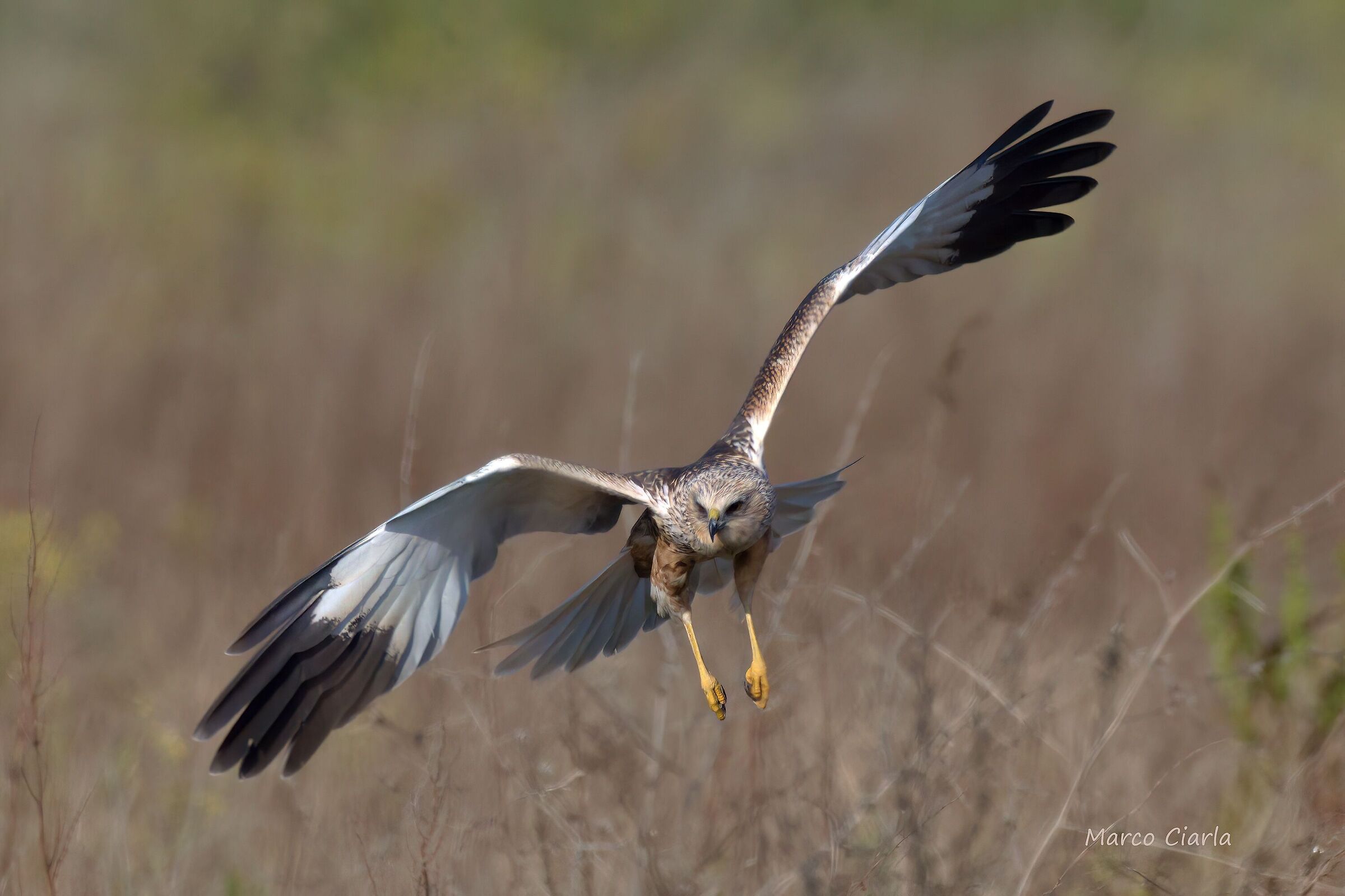 Marsh Harrier (Circus aeruginosus)