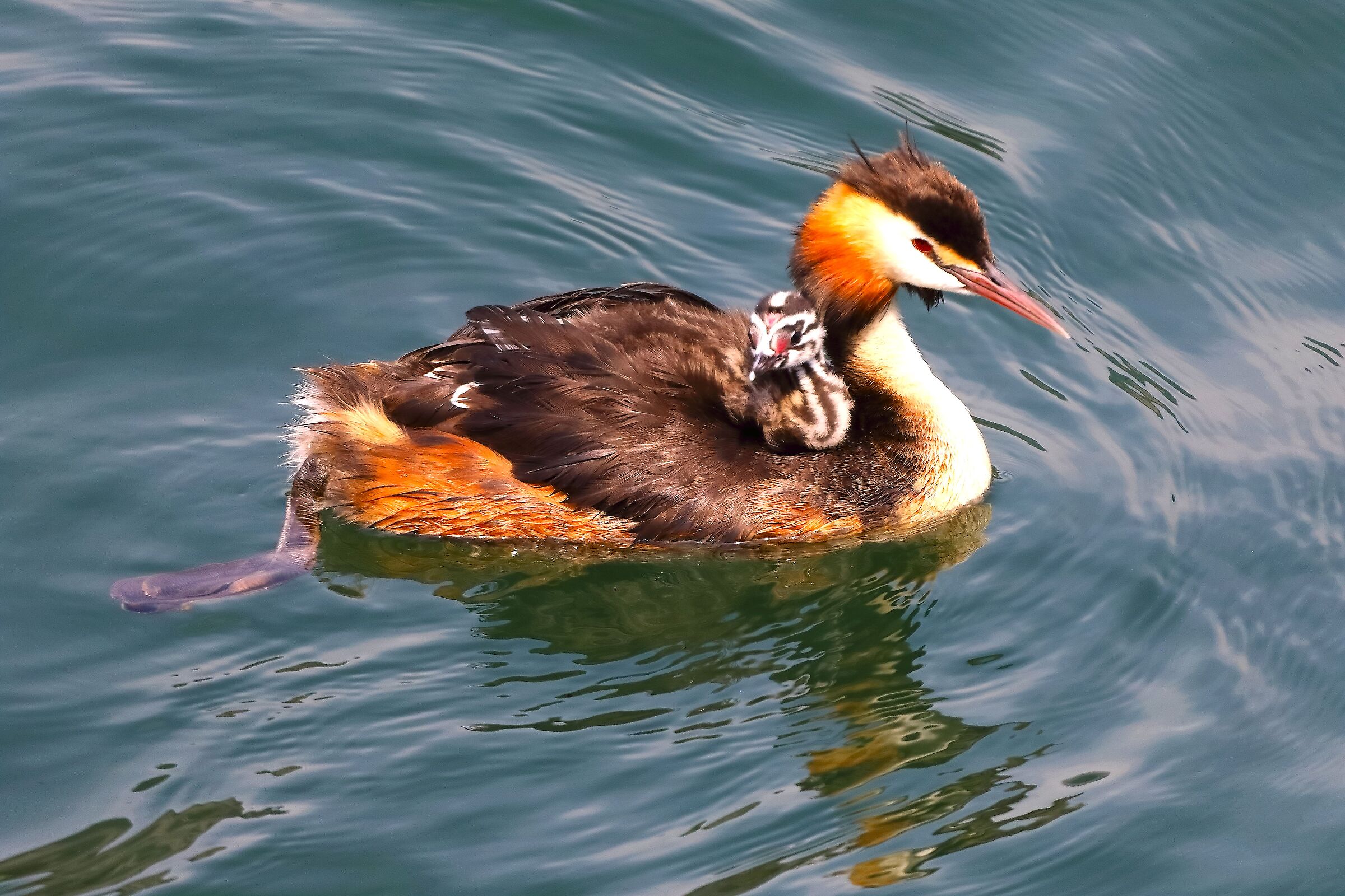 Svassi 07 agosto 2024 - 0127