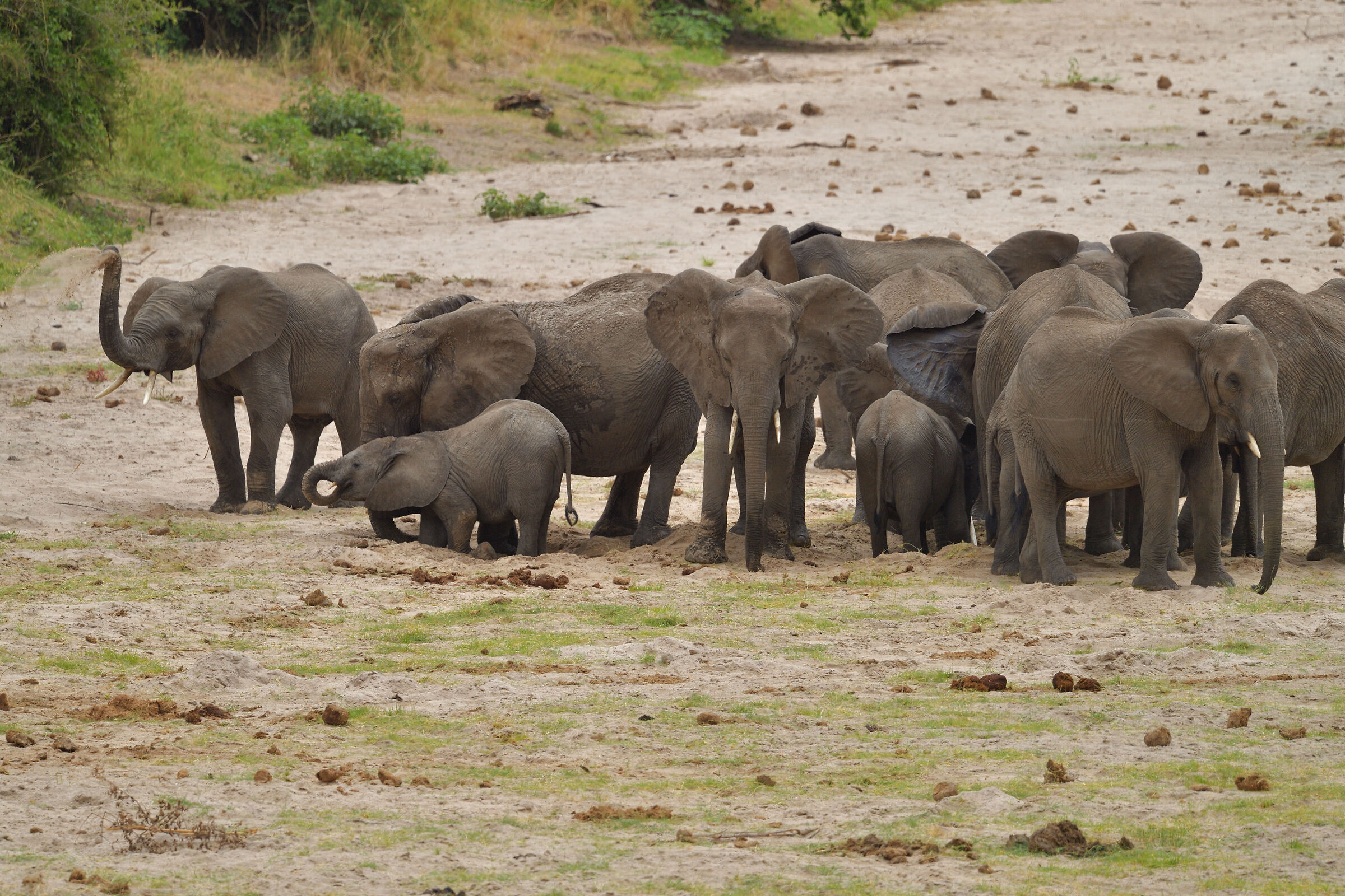elephants in search of water