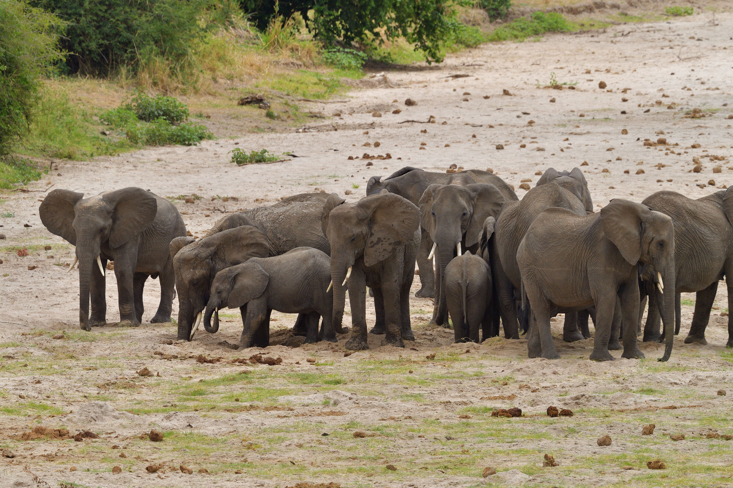 elephants in search of water