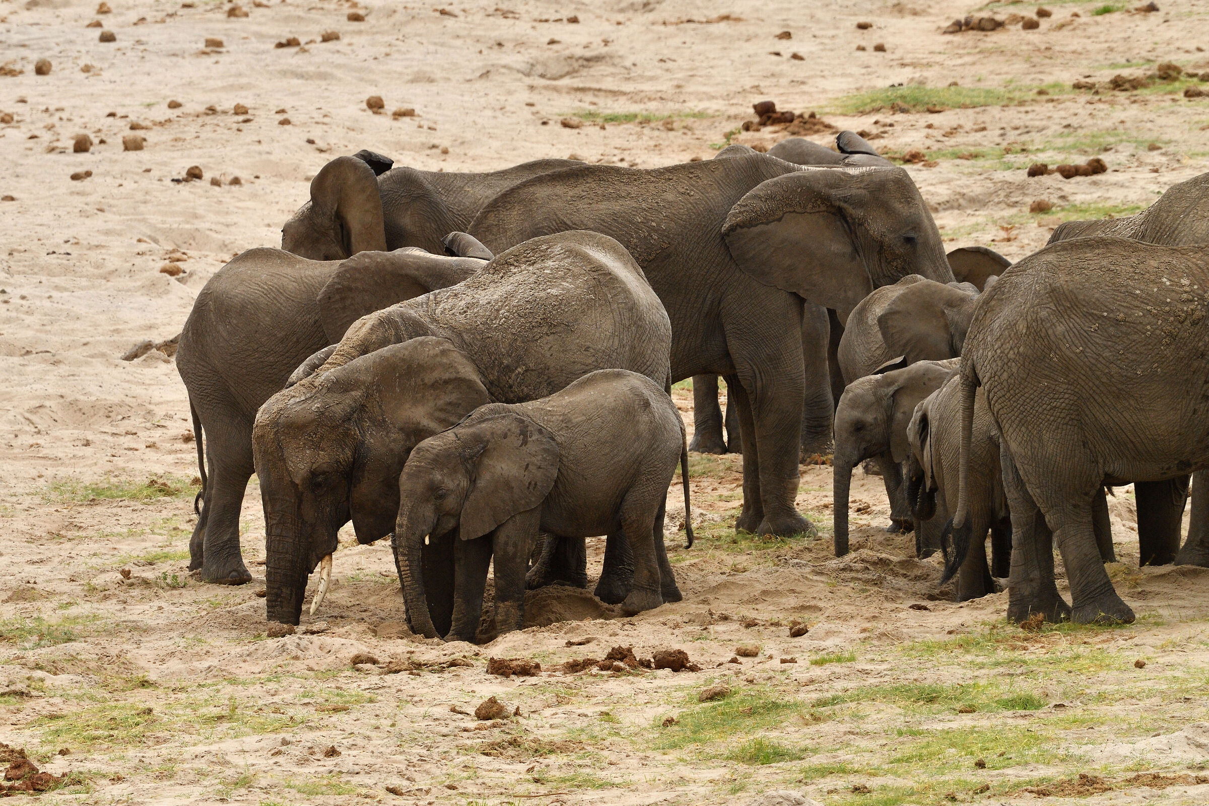 elephants in search of water