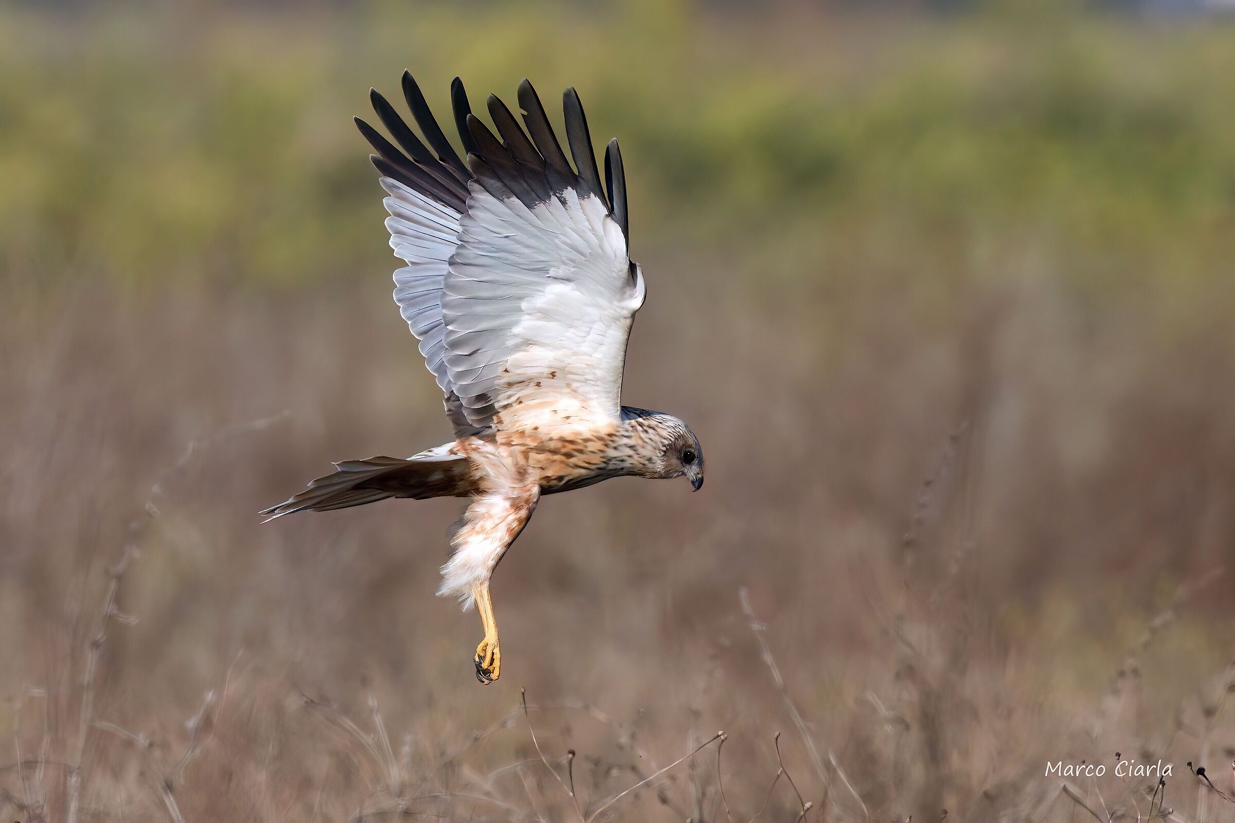 Marsh Harrier (Circus aeruginosus)