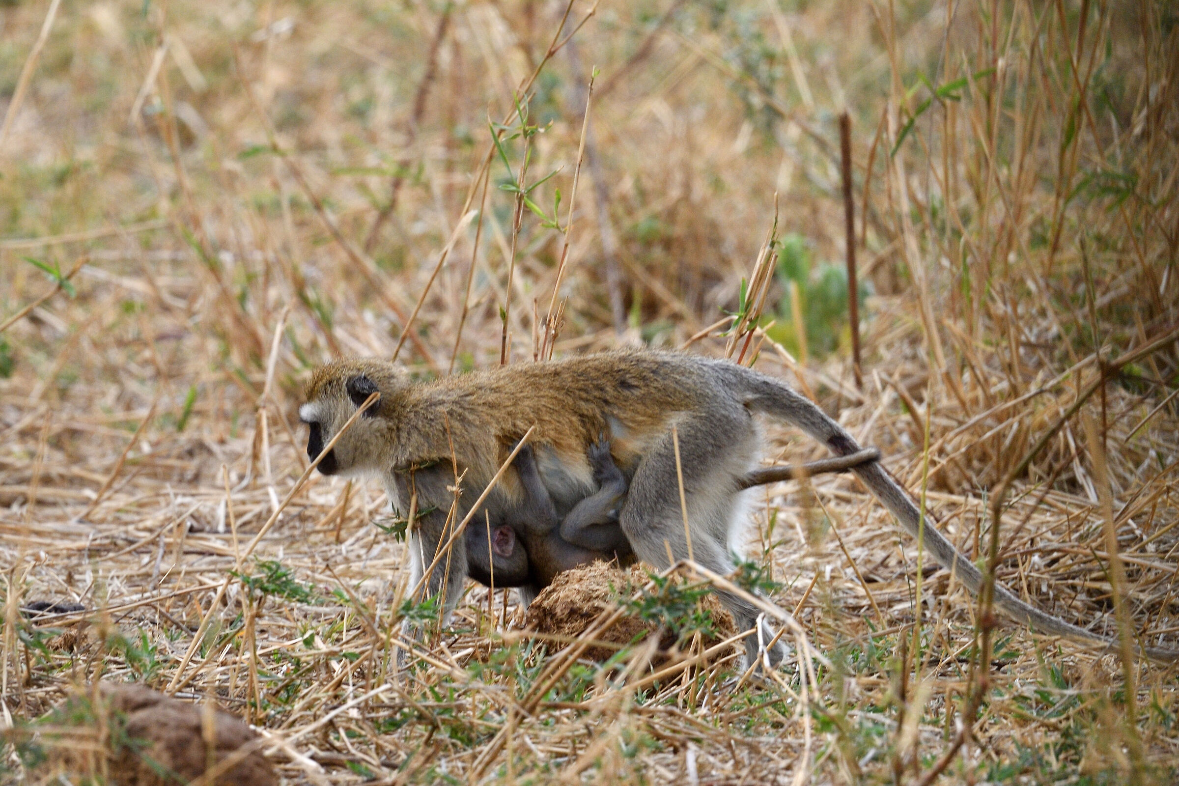 vervet monkey with cub