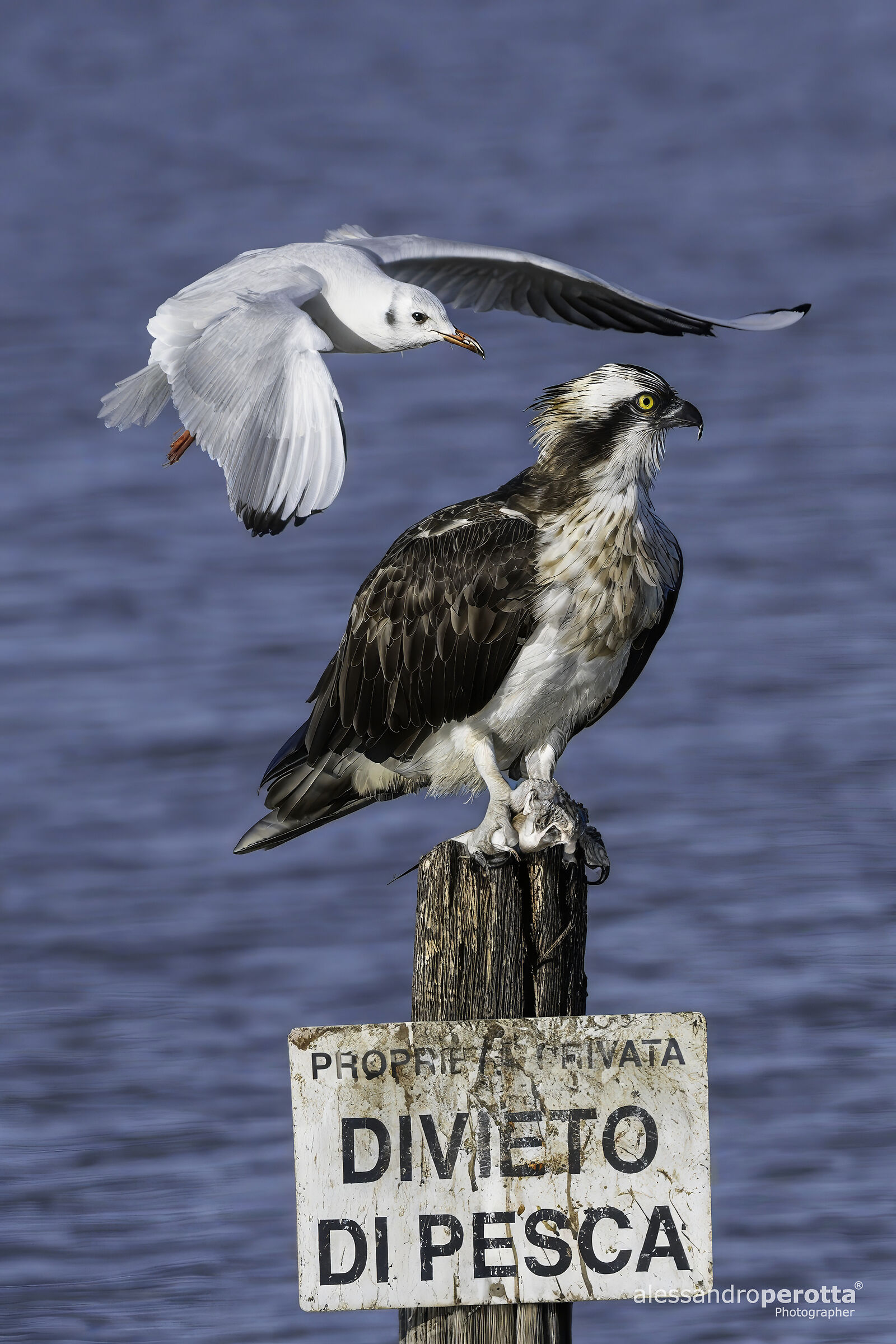 Pandion haliaetus