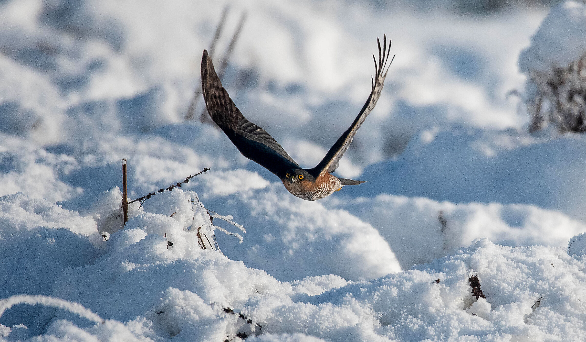 Sparviere a caccia