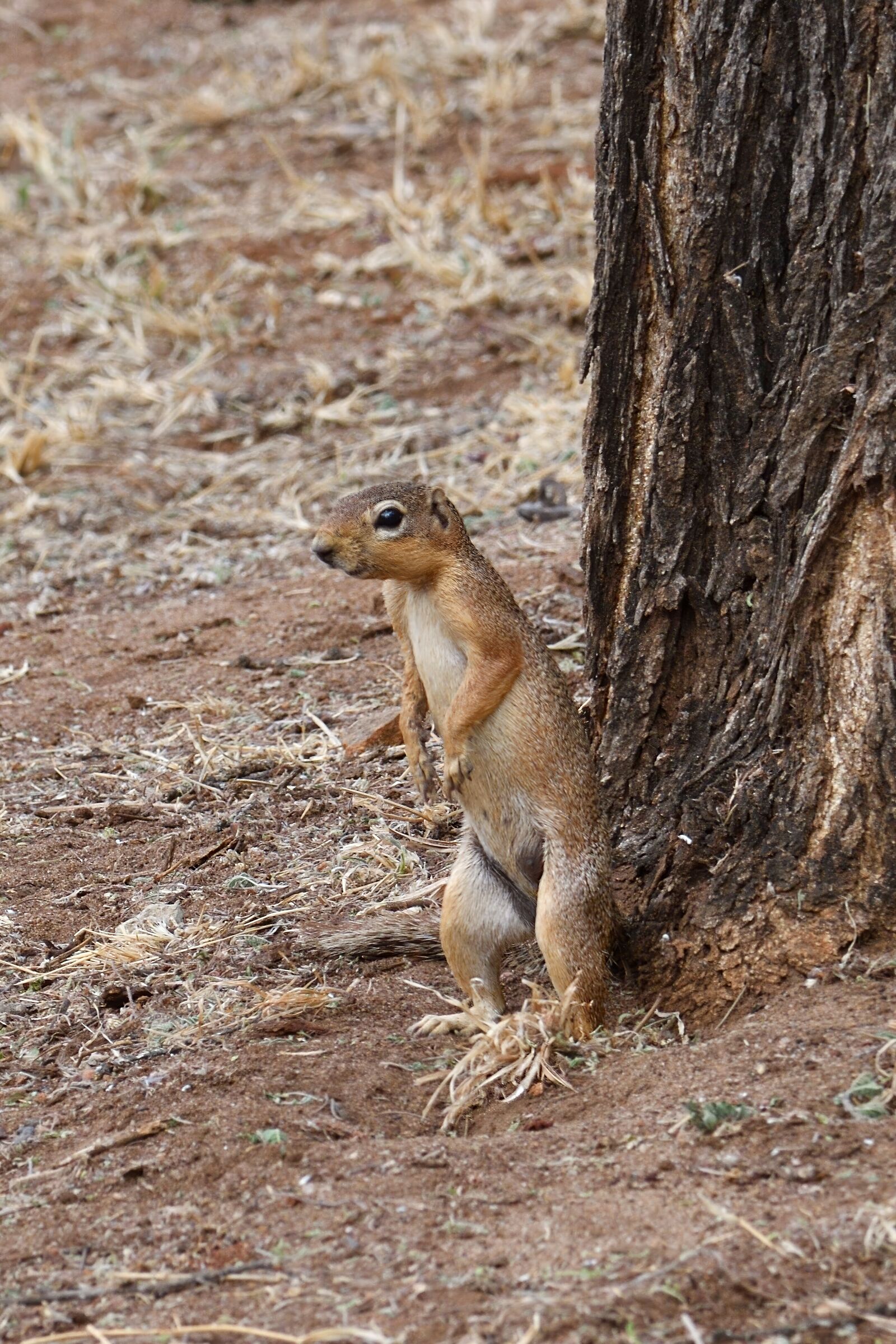 squirrel antelope