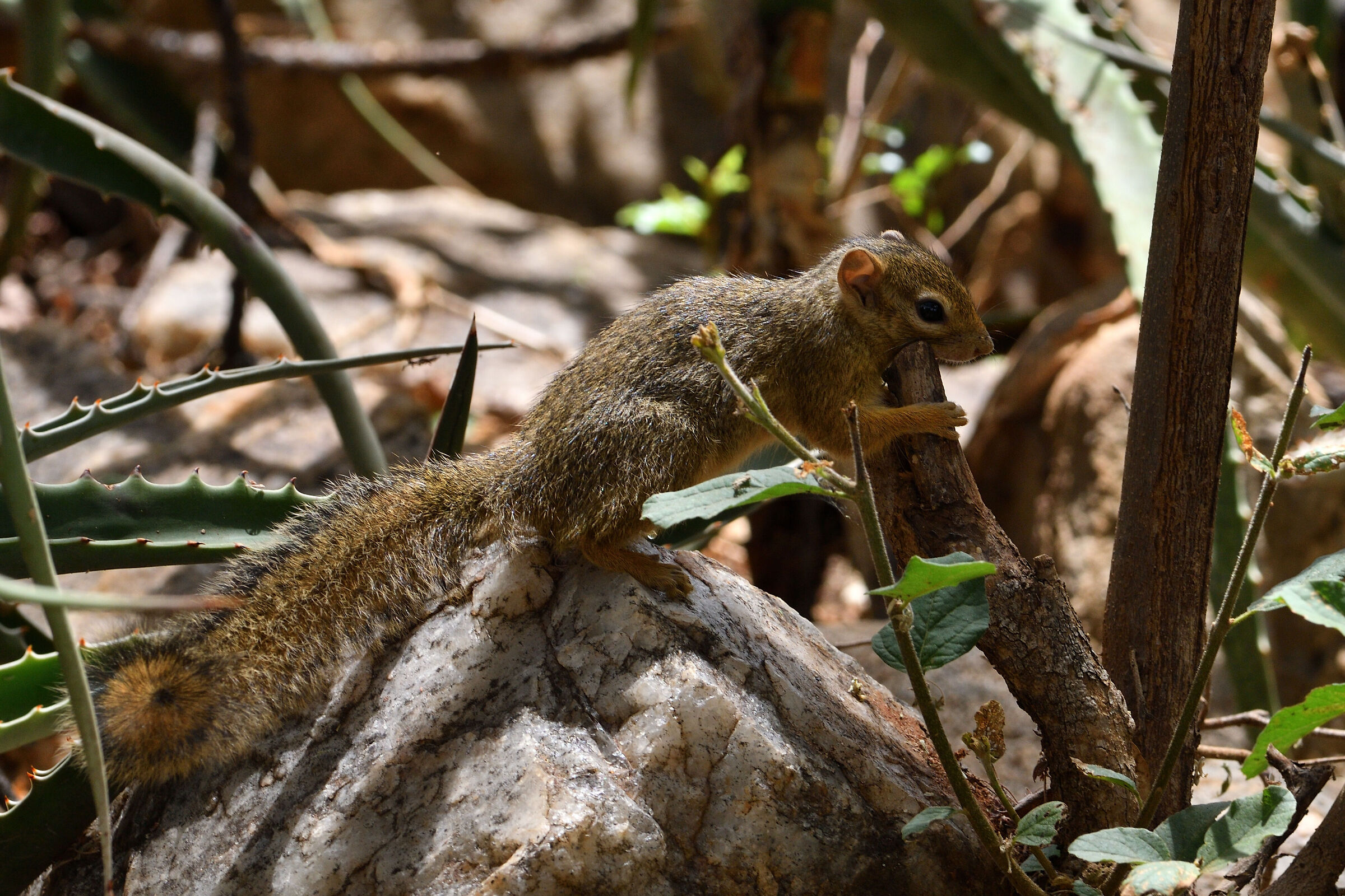 squirrel antelope