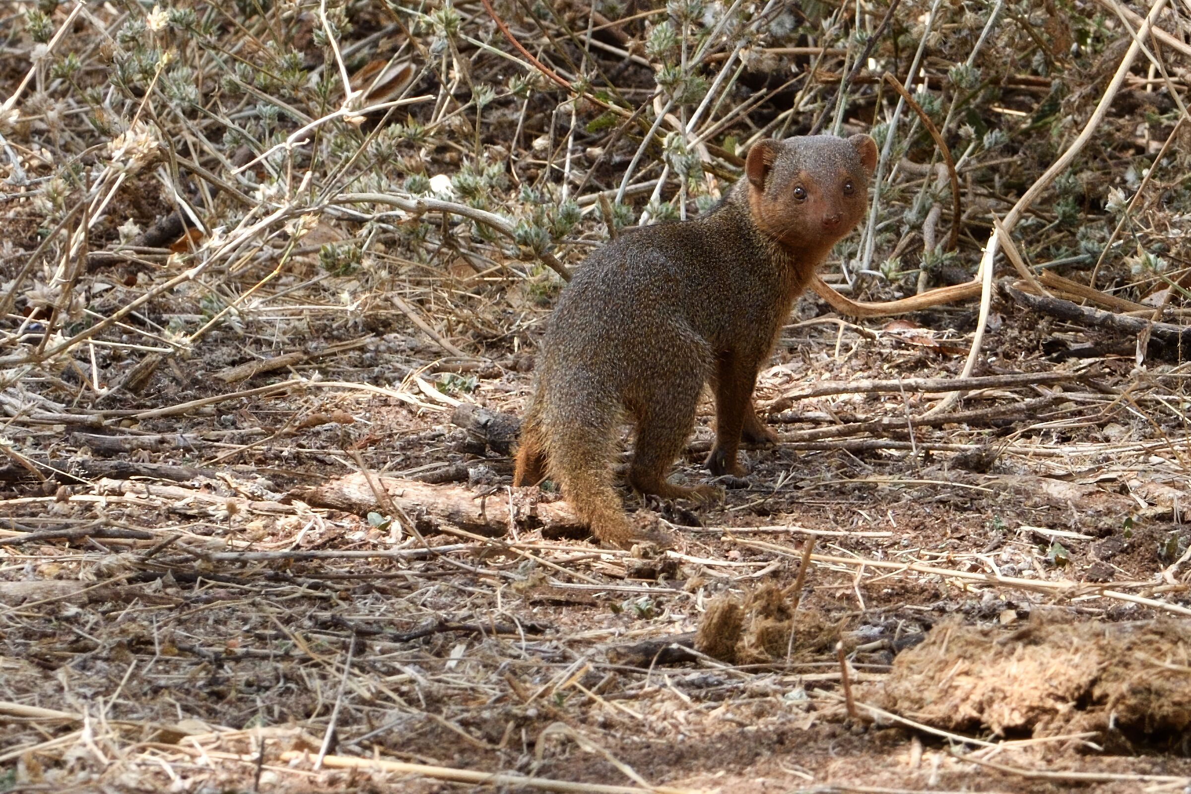 mongoose