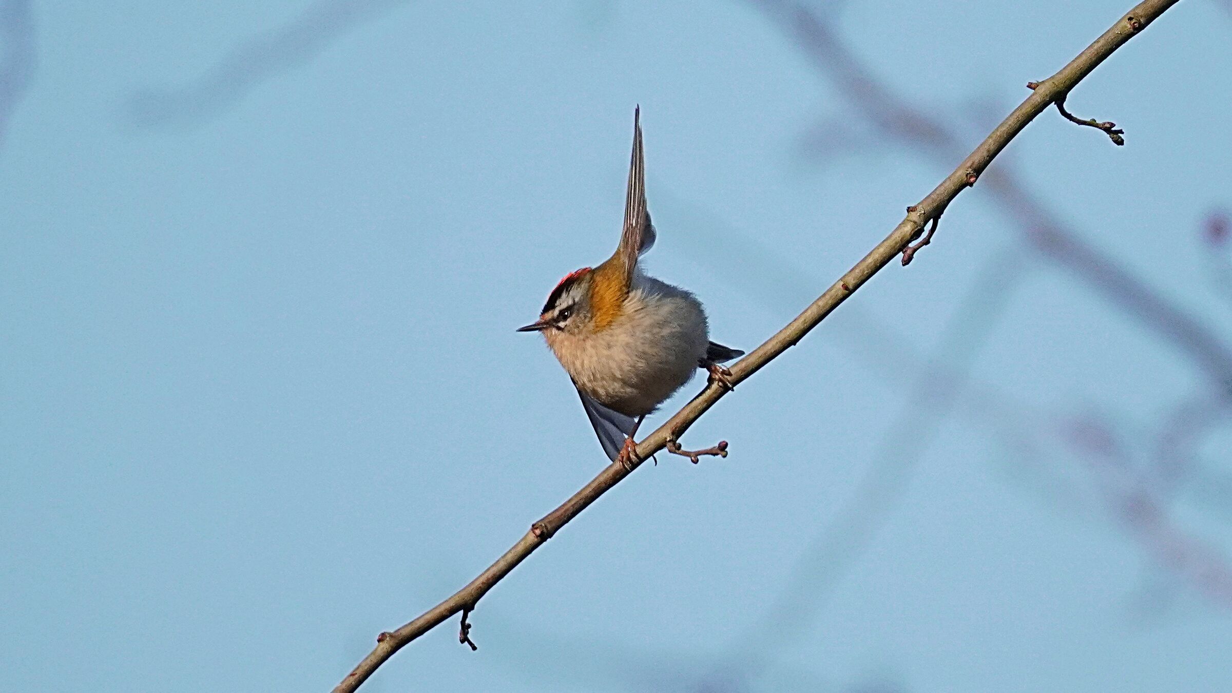 Firecrest