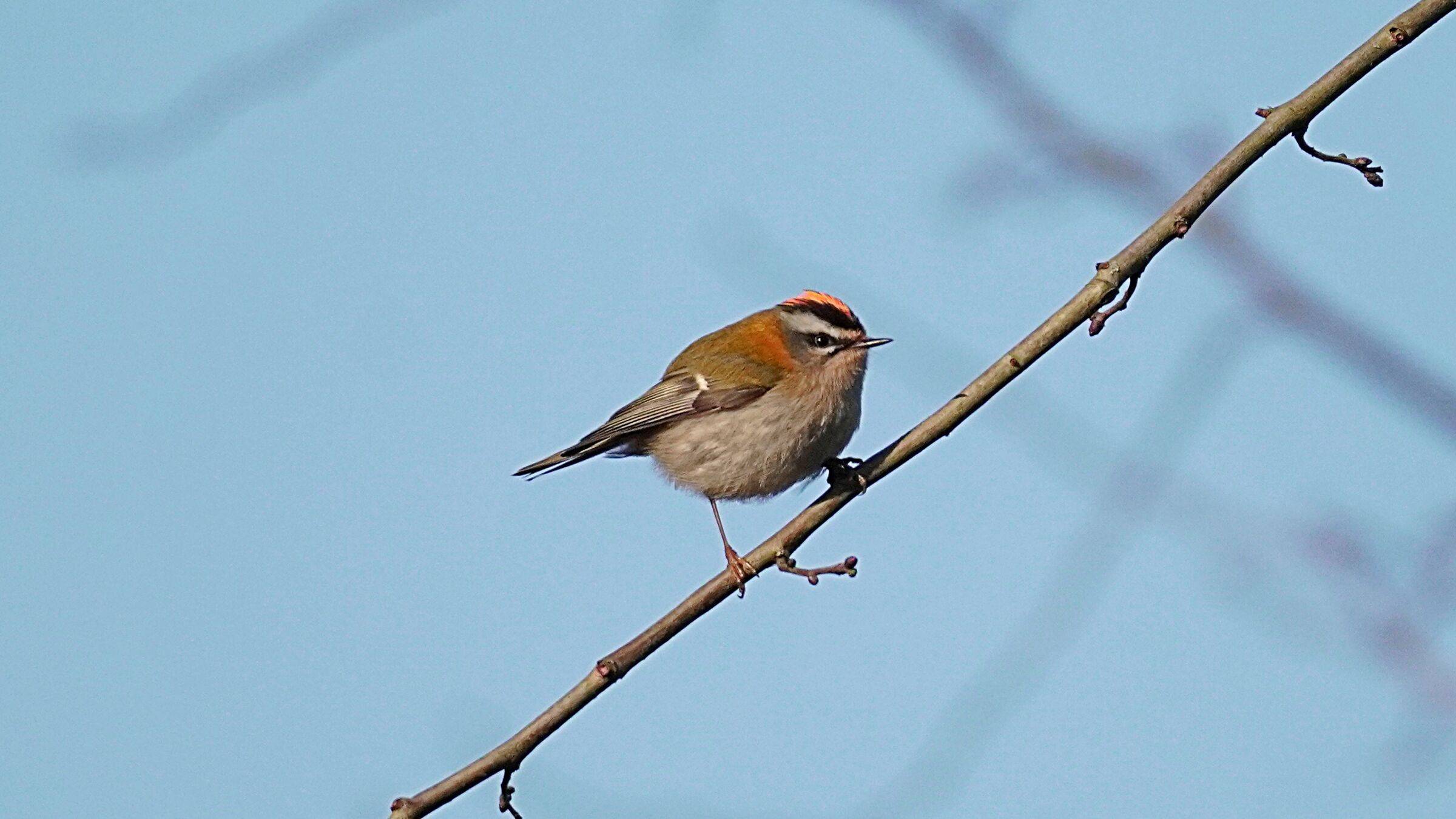 Firecrest