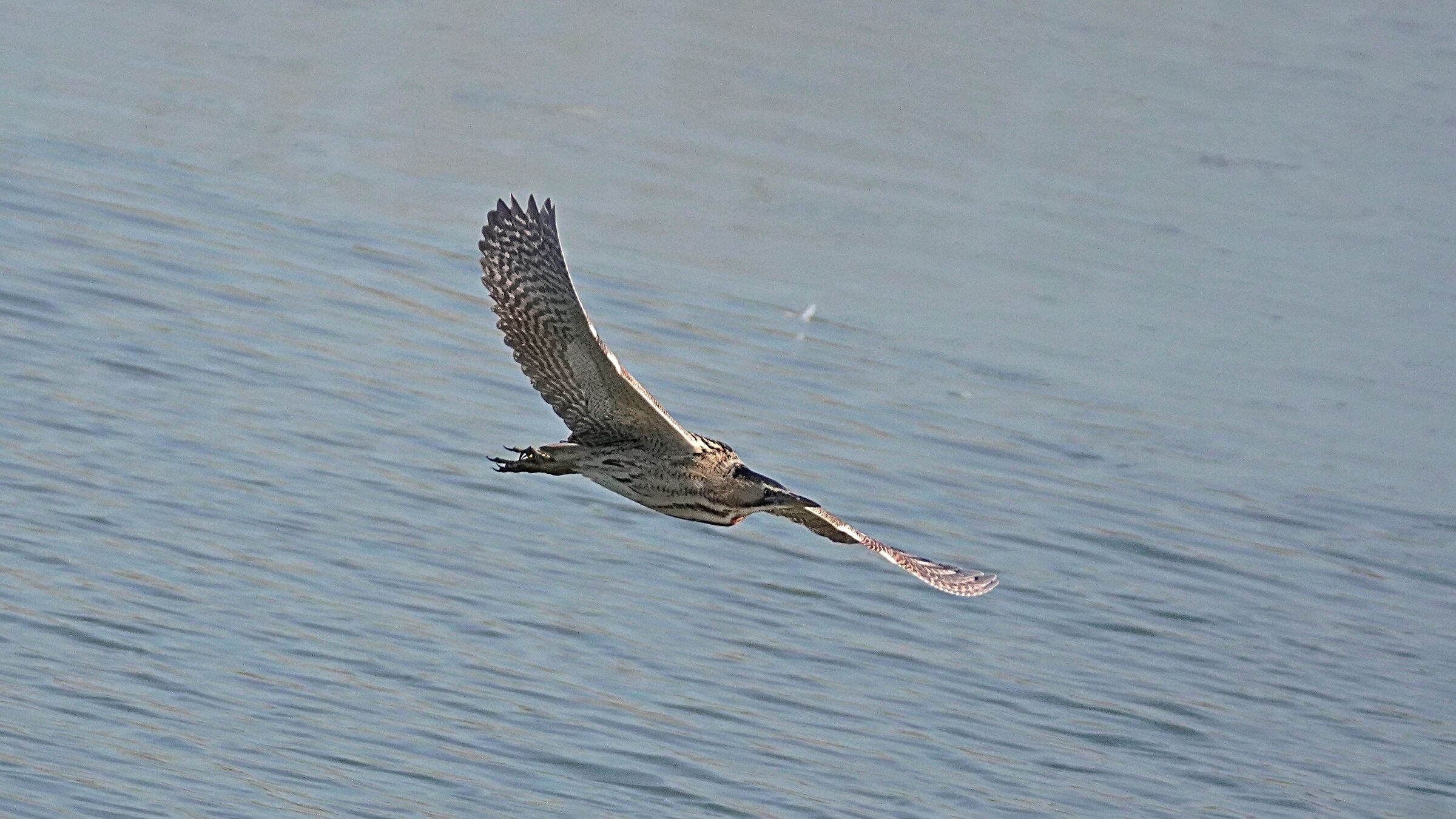 Heron bittern
