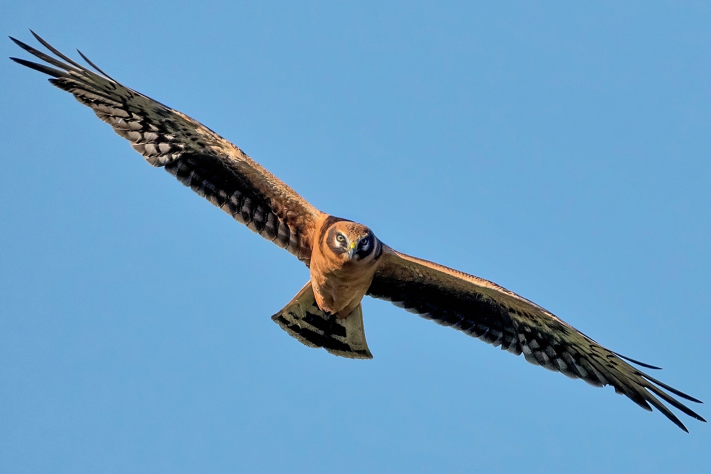 Pallid Harrier (Circus macrourus)