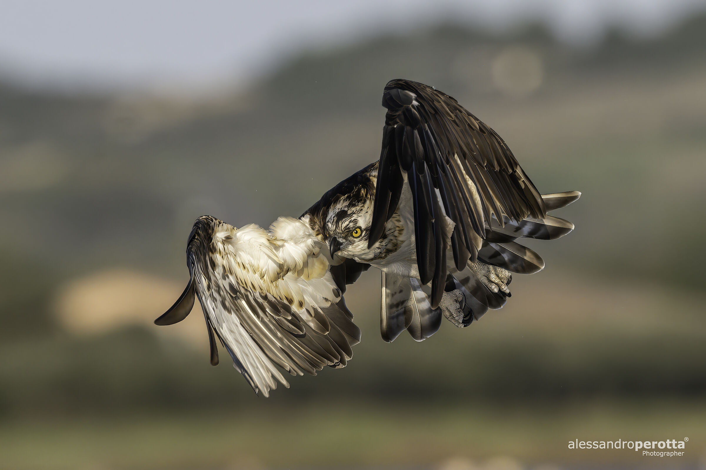 Pandion haliaetus