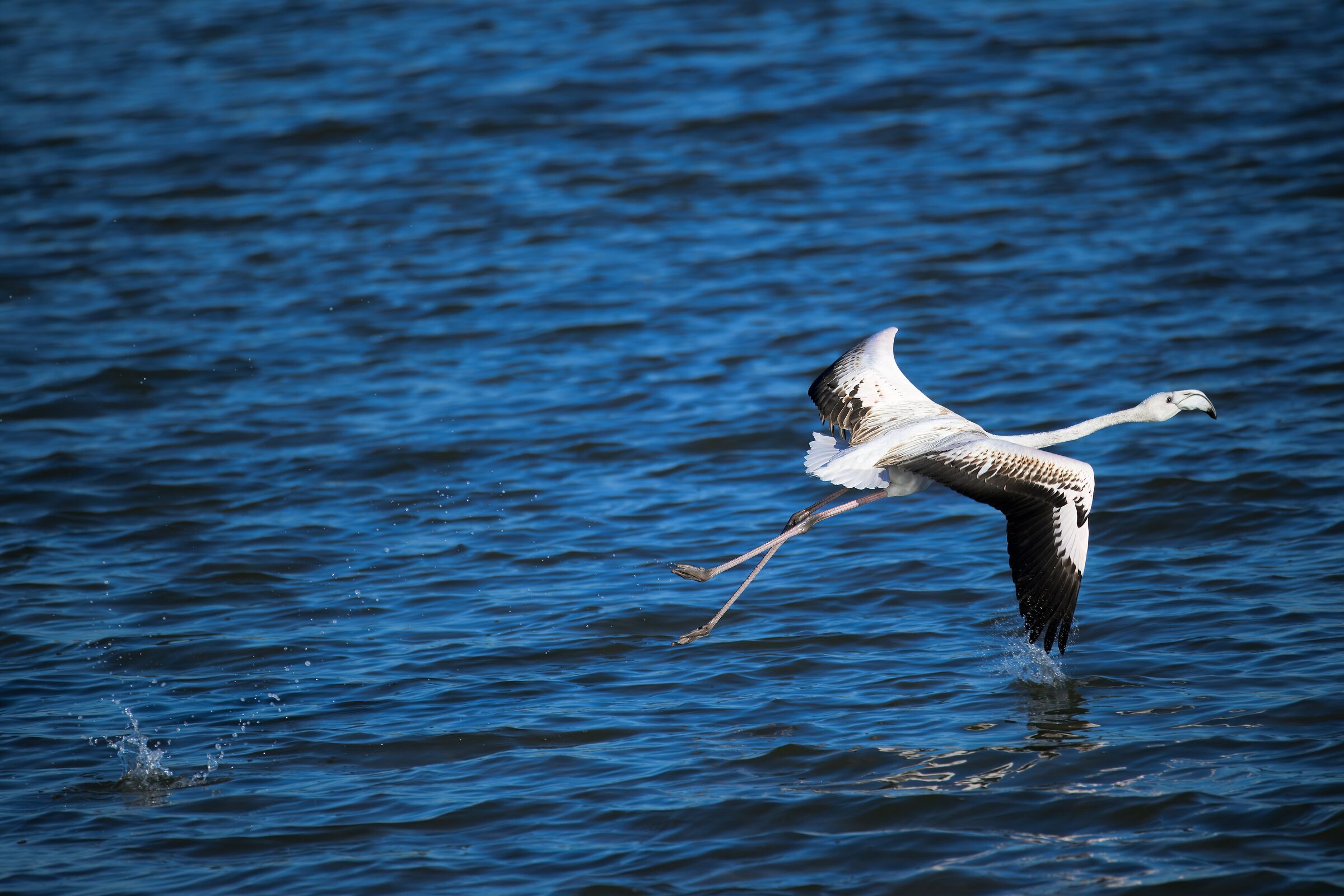 Flamingo in flight - Oasi Salina Monaci