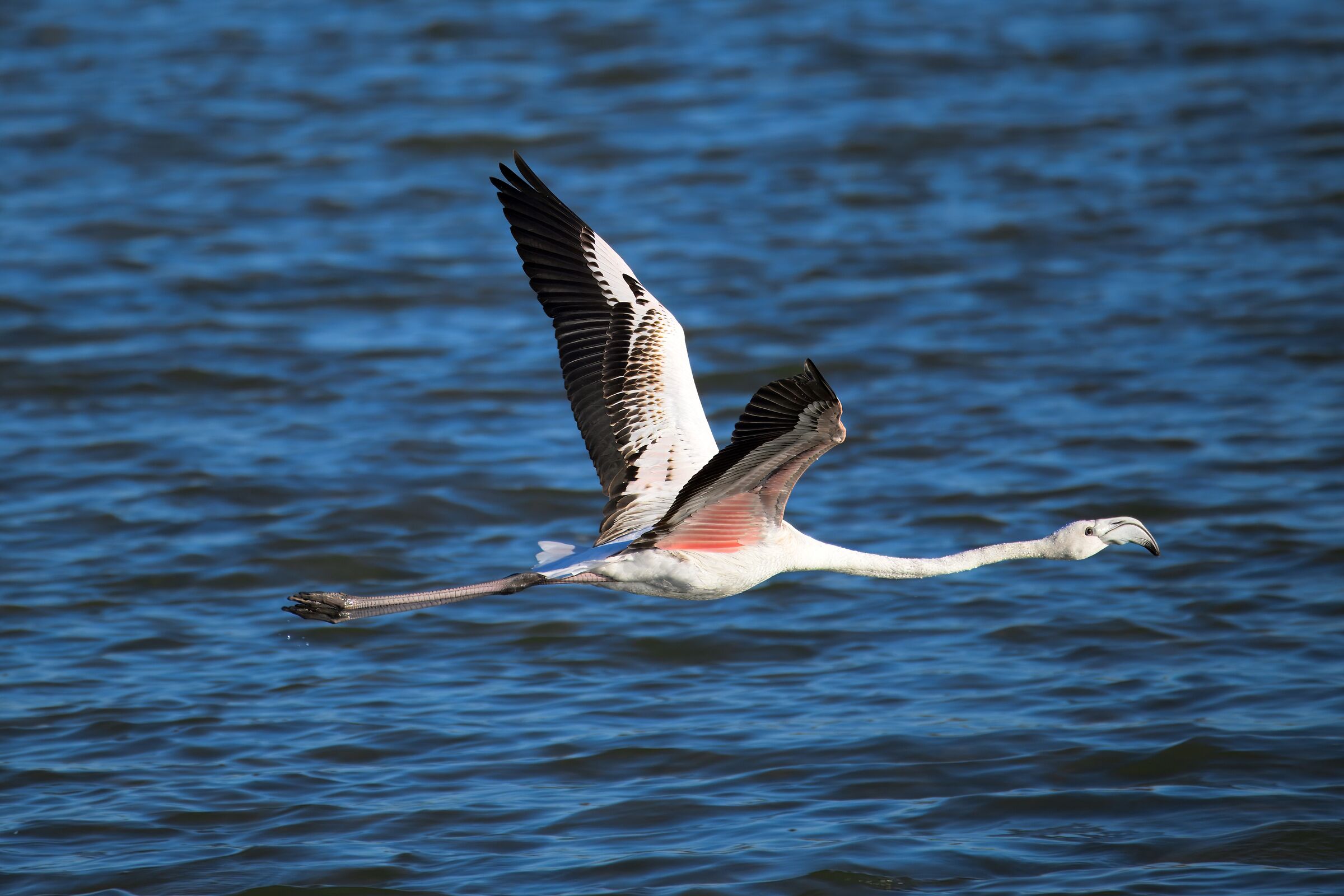 Flamingo in flight - Oasi Salina Monaci