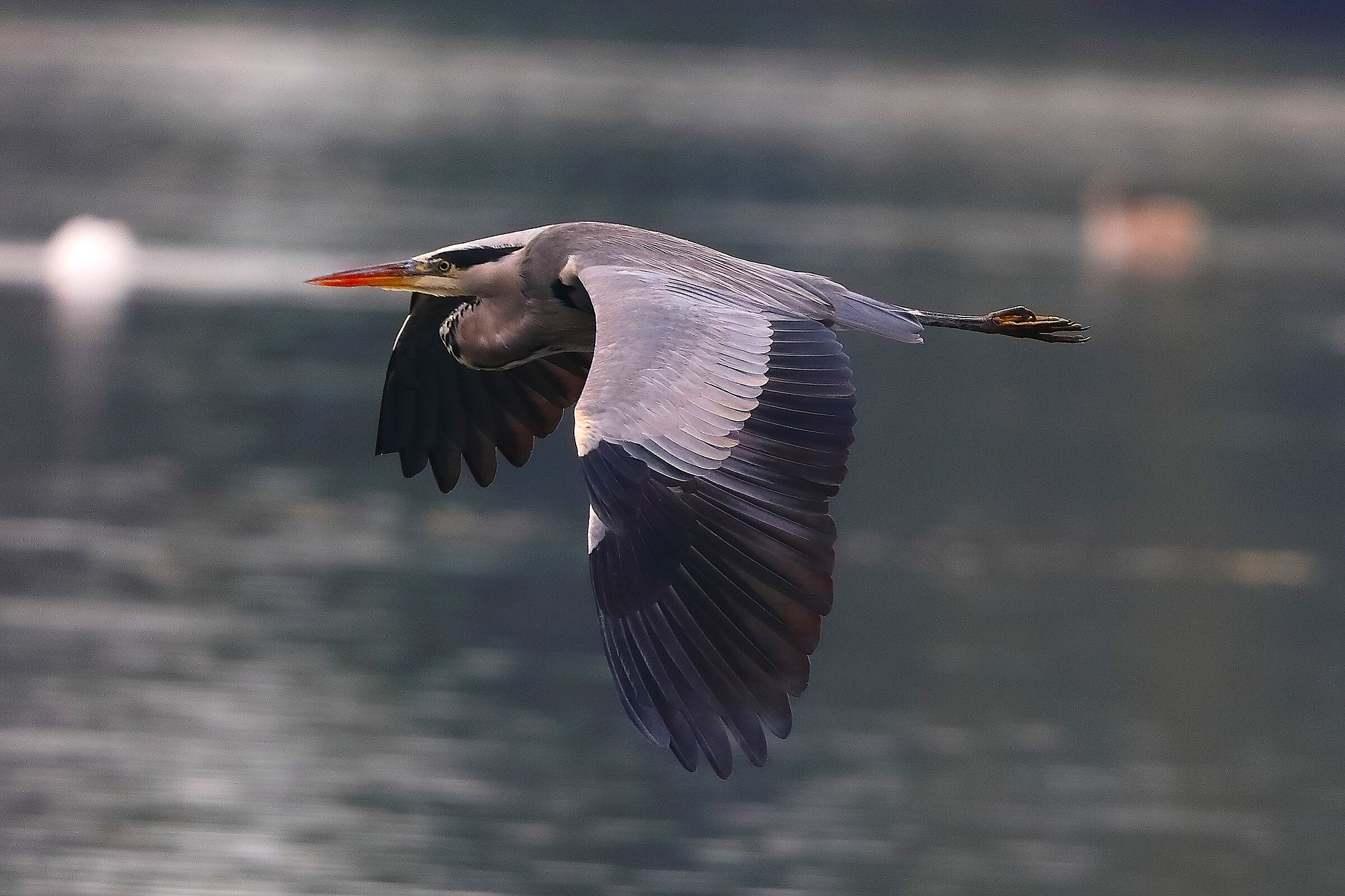 Cenerino 06 ottobre 2024 - 0146