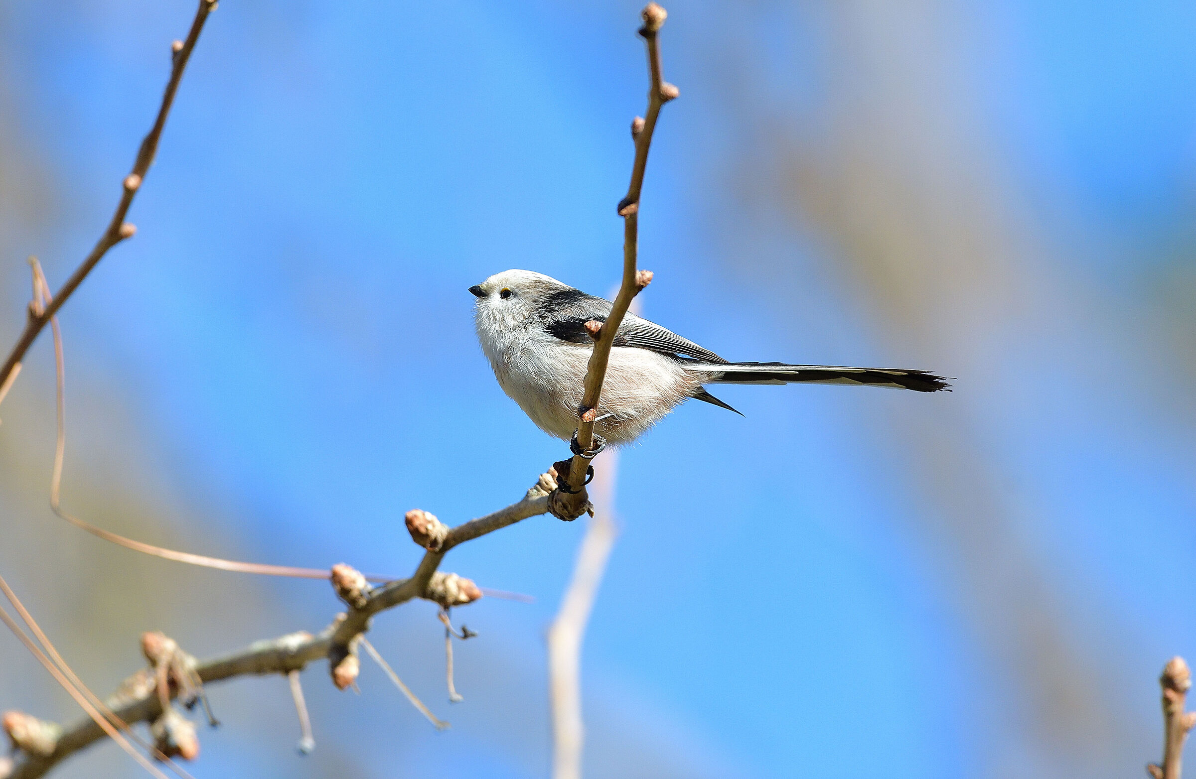 Long-tailed ssp.europaeus