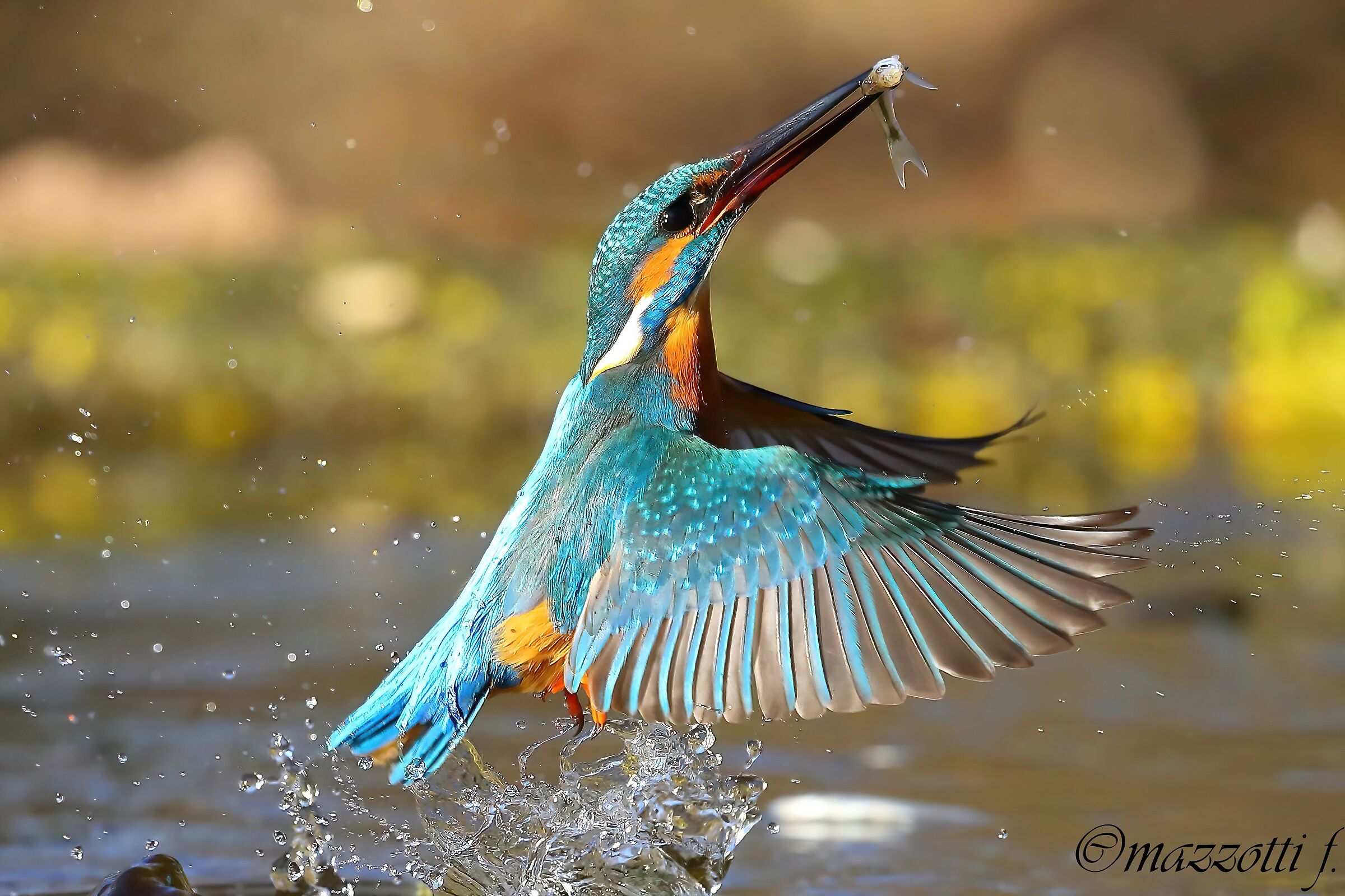 kingfisher