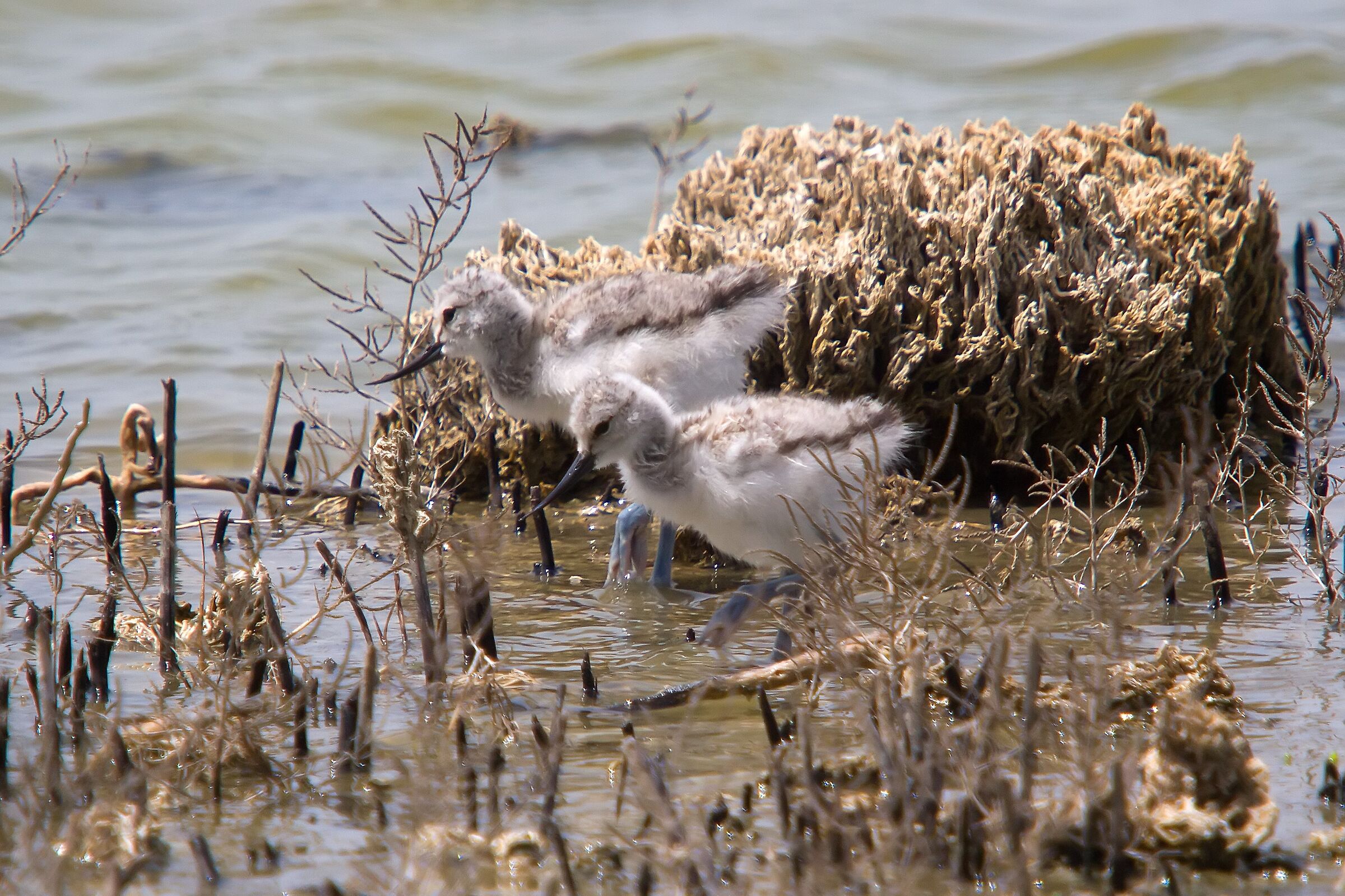 Pulli di Avocetta - Vicinanze Cabras - Sardegna