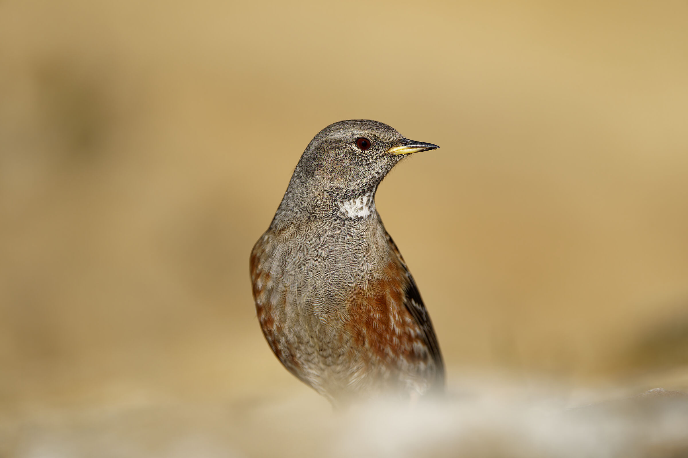 Sordone (Appennino bolognese)