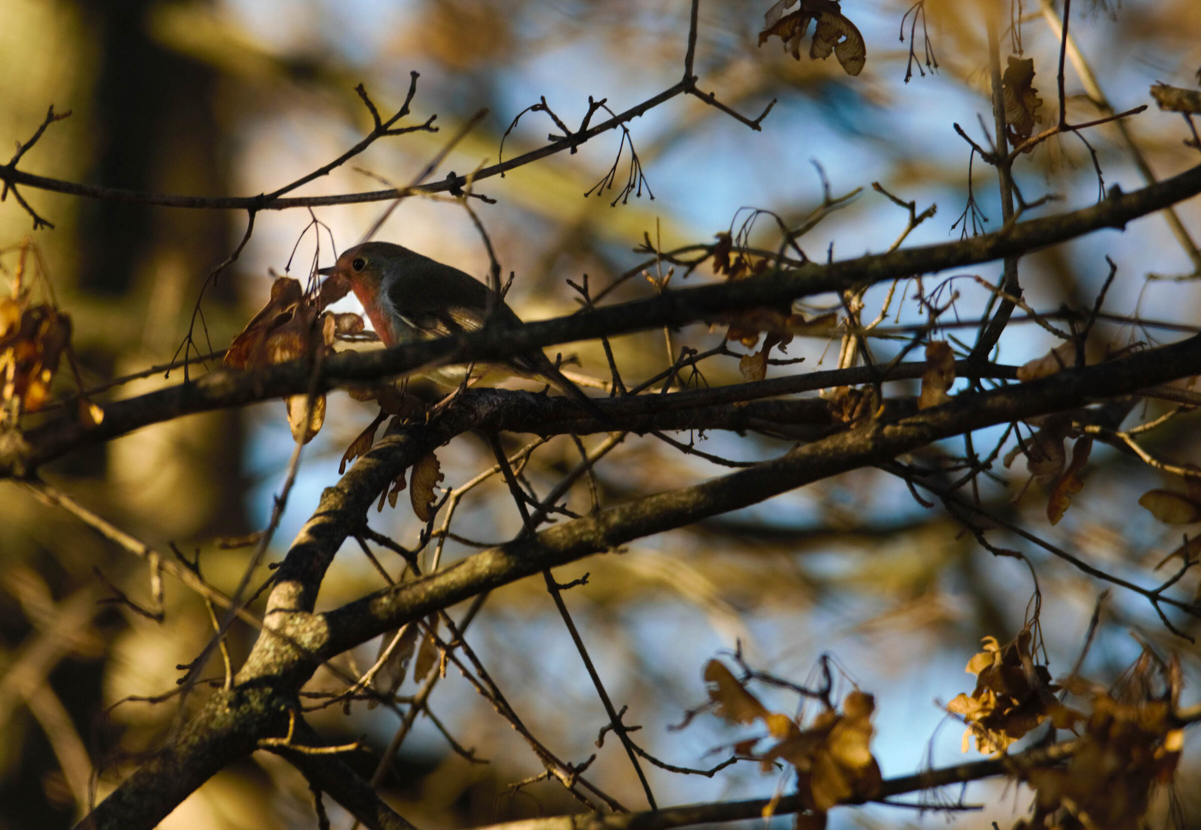 Pettirosso tra i rami