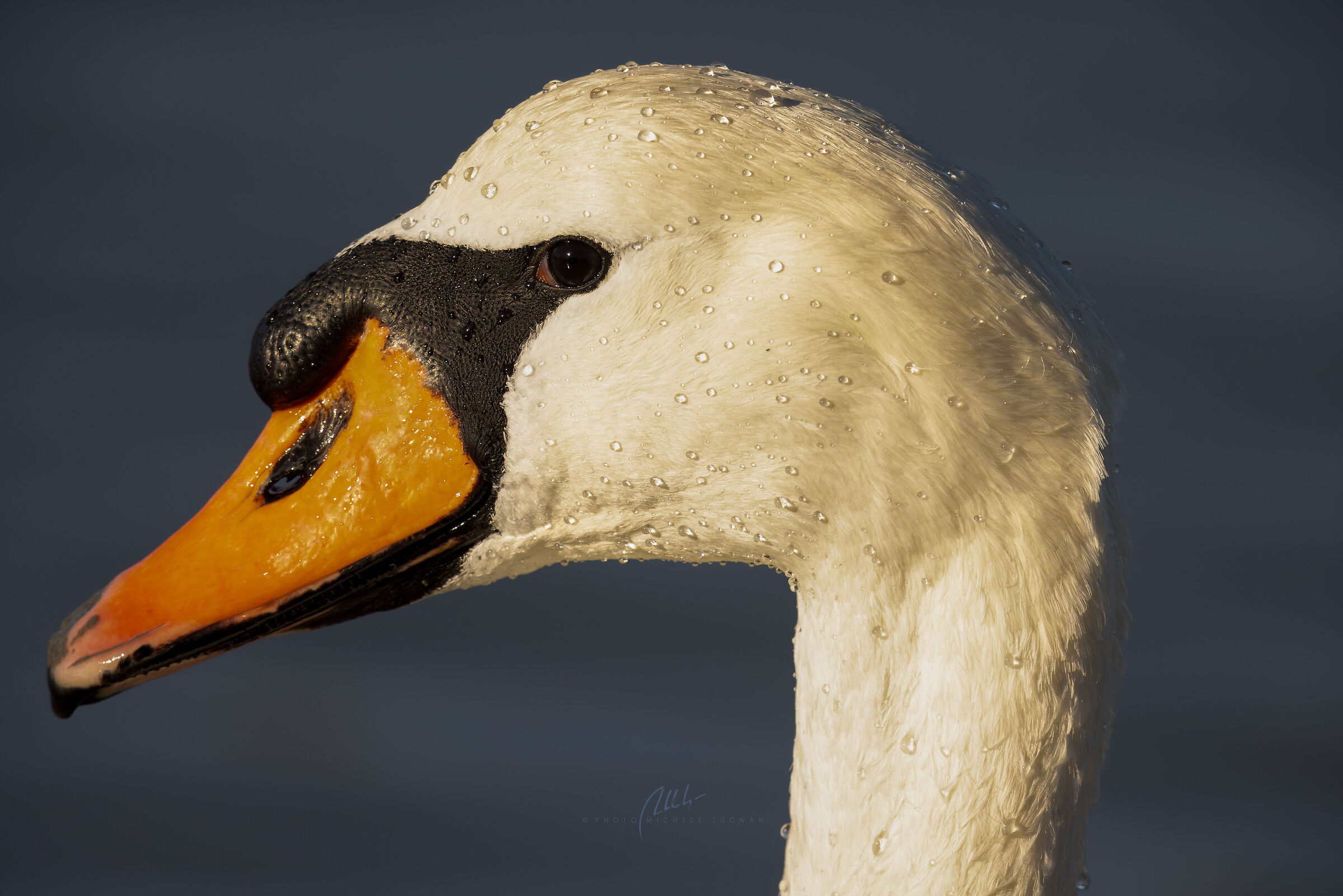 Swan Portrait