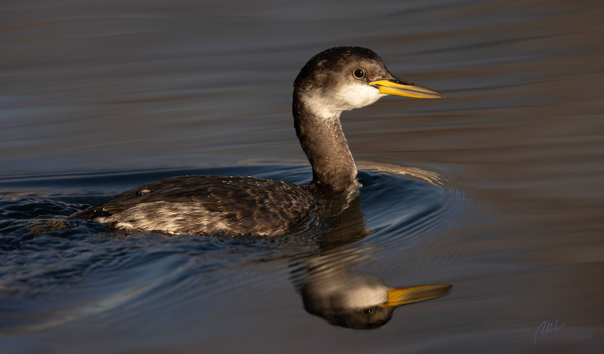 Podiceps grisegena (Red-necked Grebe)