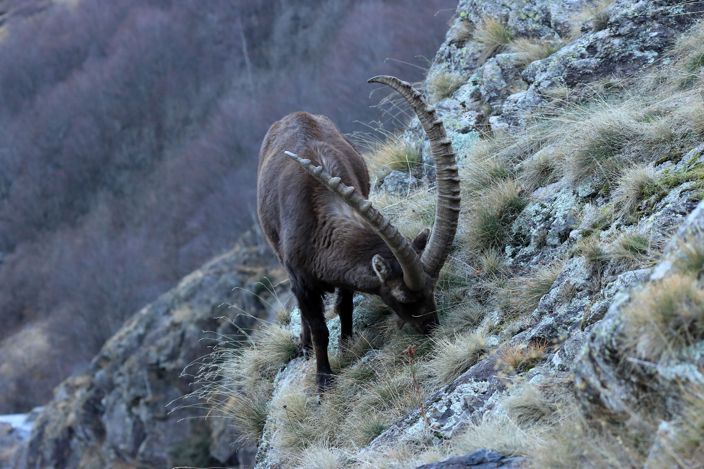 sulle rocce l'erba è più buona