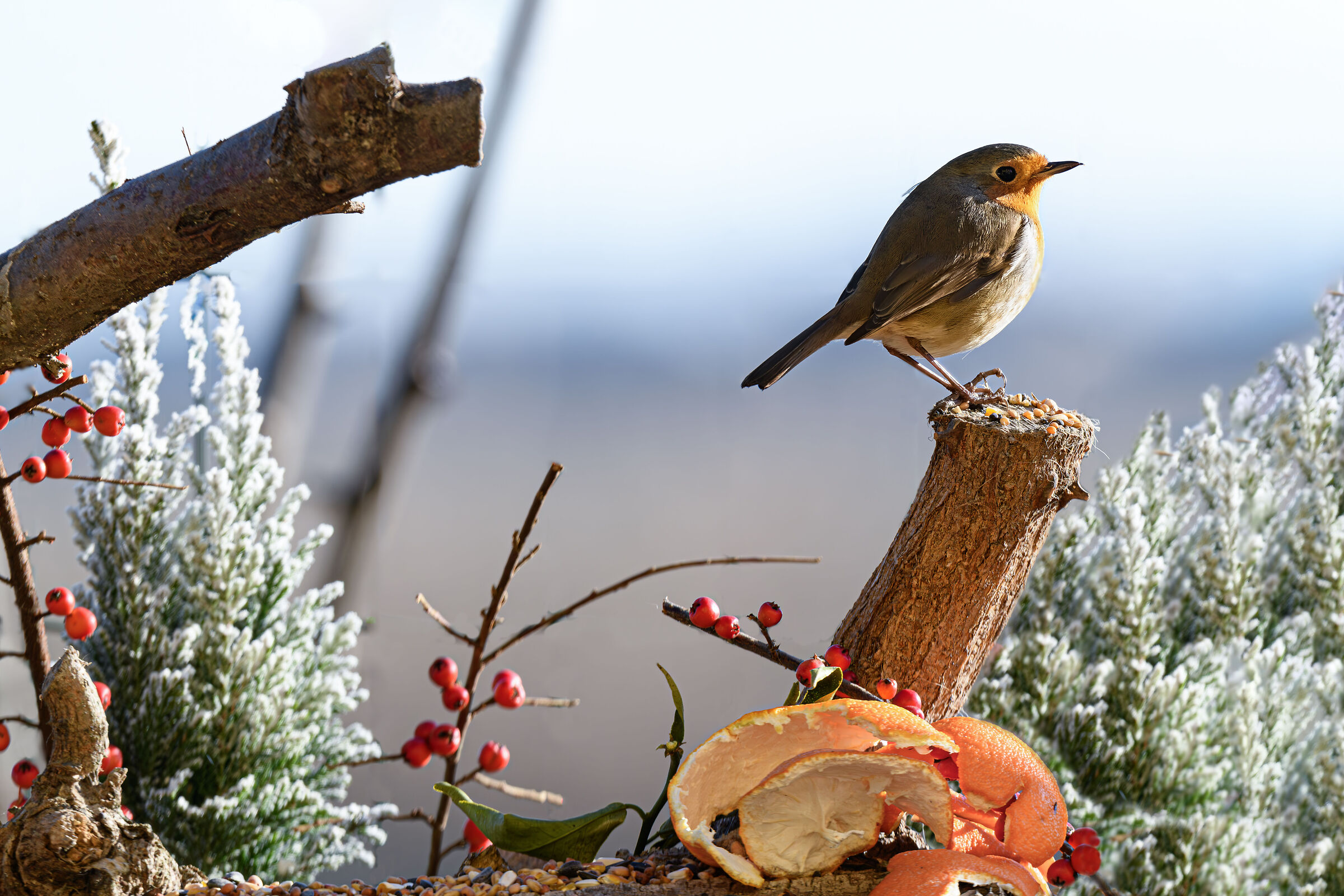 Il saluto di Robin al nuovo sole