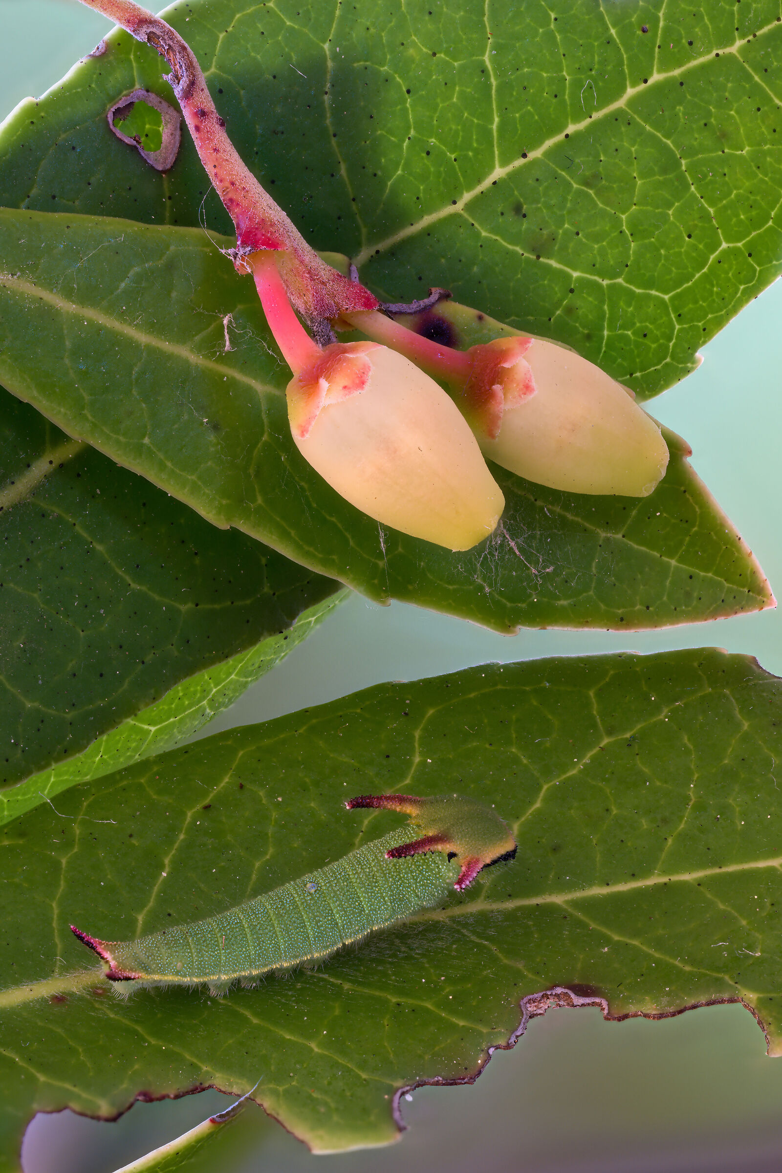 Caterpillar of the Strawberry Tree Butterfly.