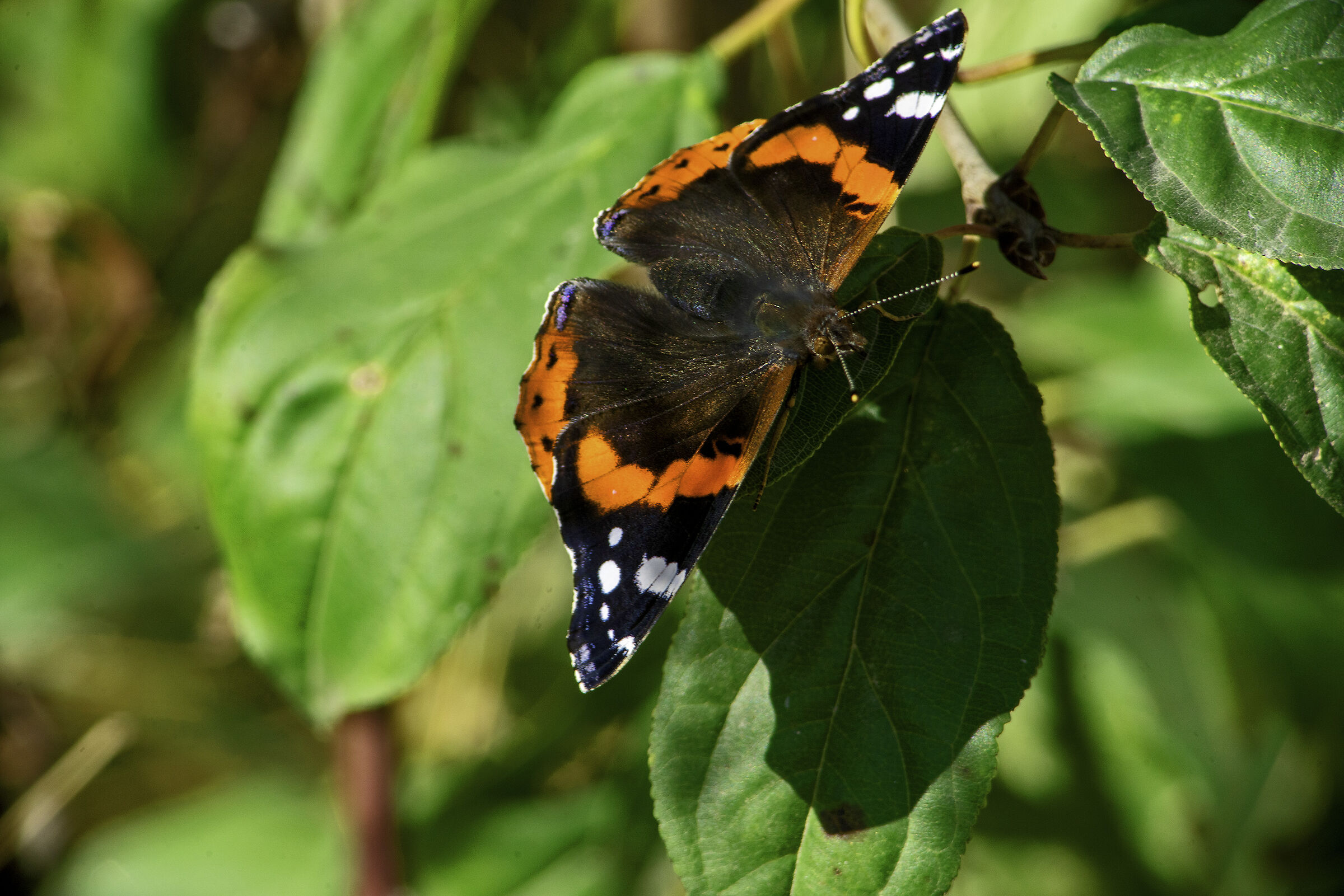 Tired  from posing :)