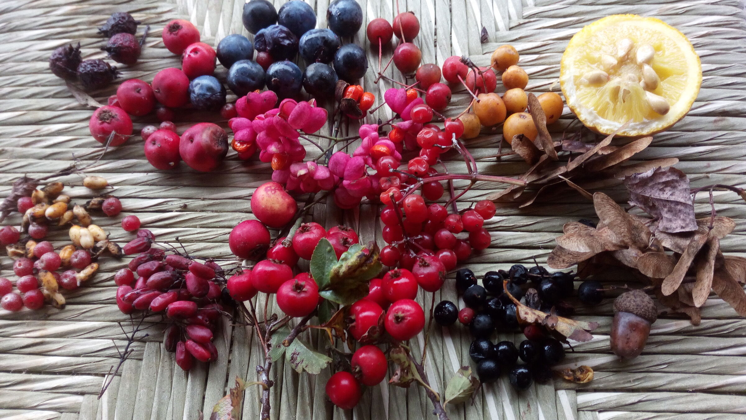 Autumn berries Ticino Park.