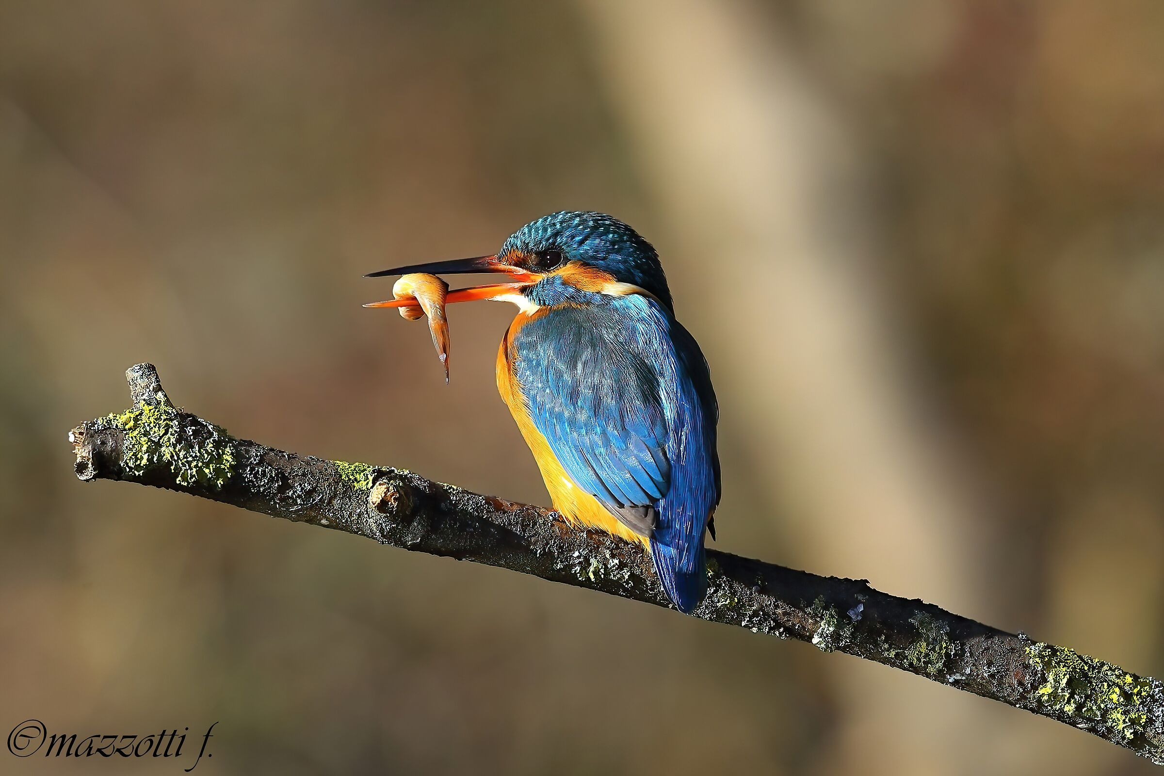 kingfisher