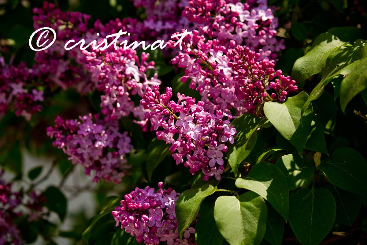 begins the summer ....