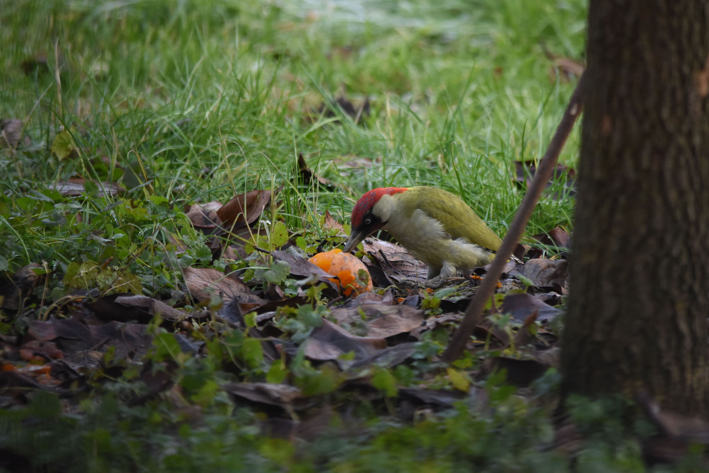 Green Woodpecker 1
